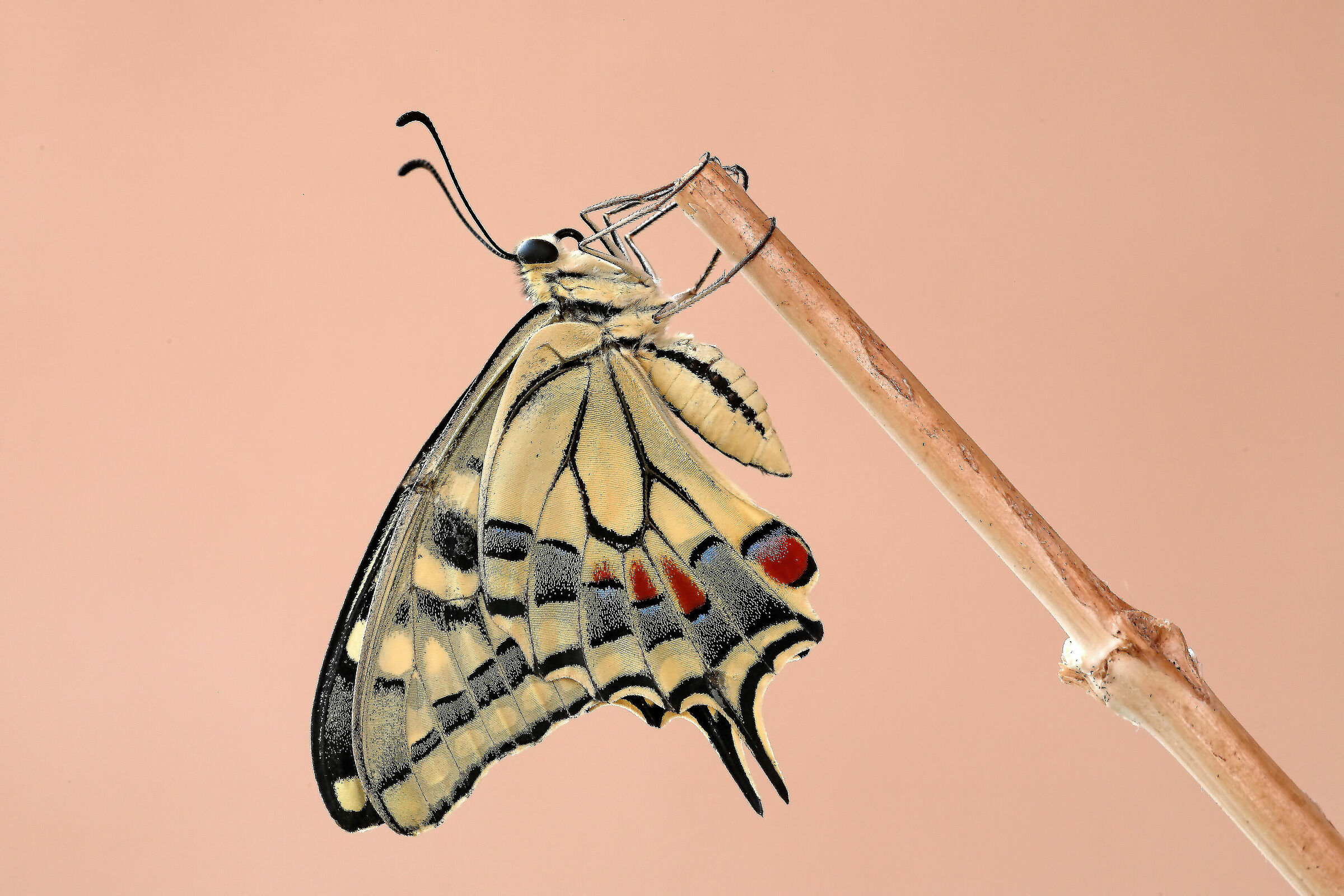 The scene is just for him.....!!!