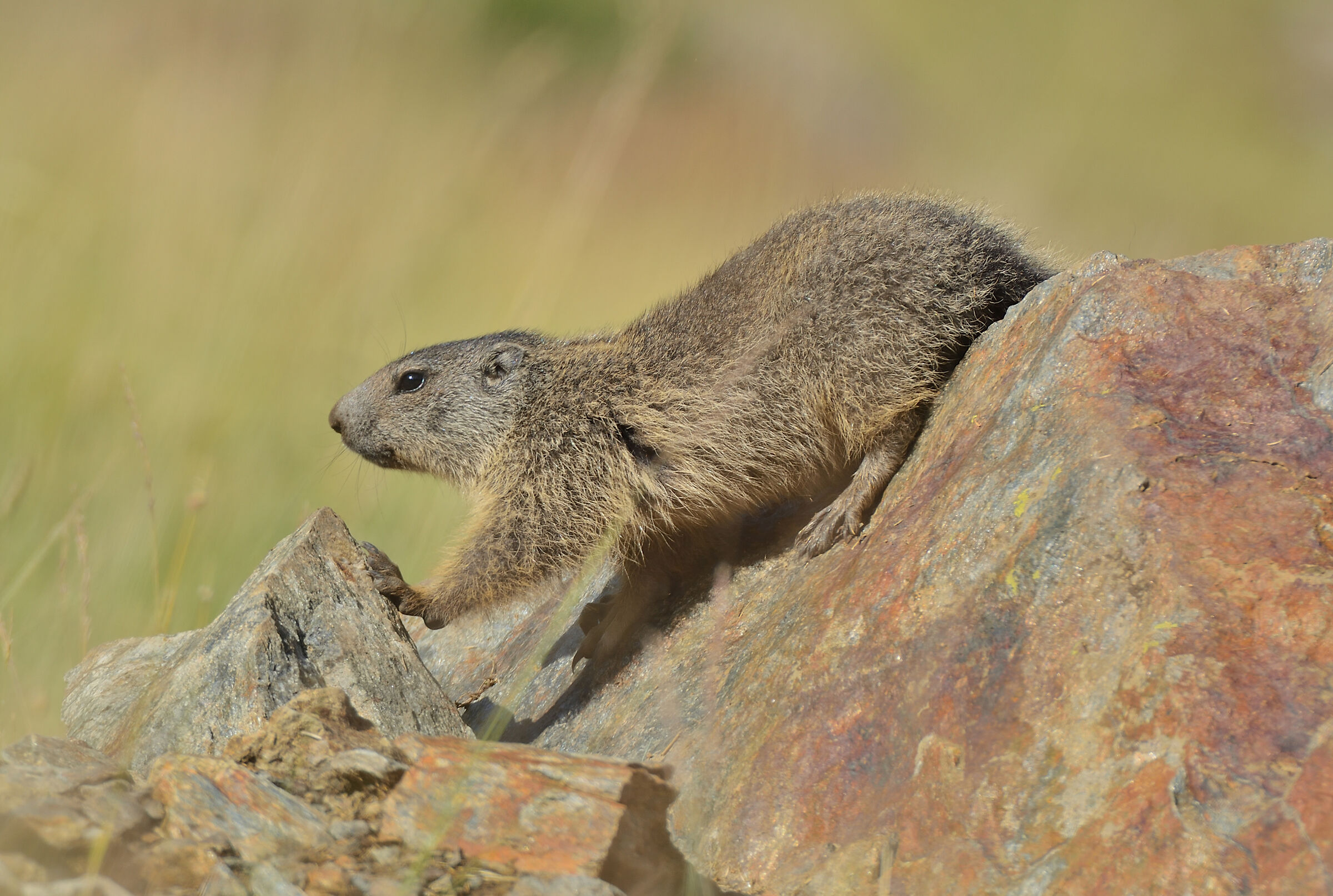 Marmotta