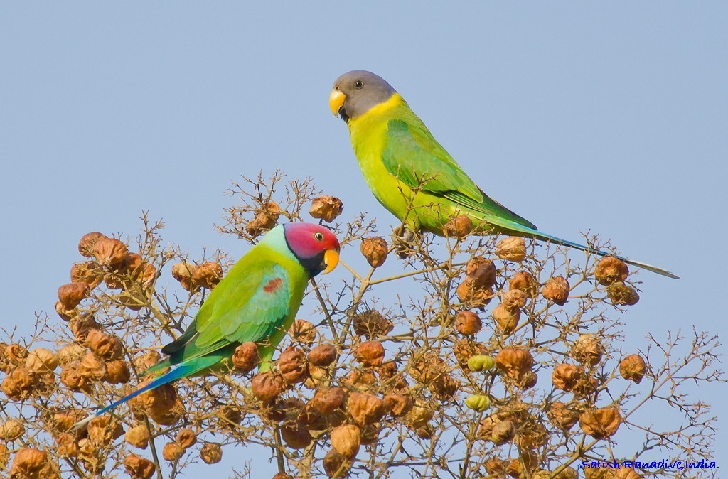 Mr. & Mrs. Plum Headed Desideri Felice Anno Nuovo 2013