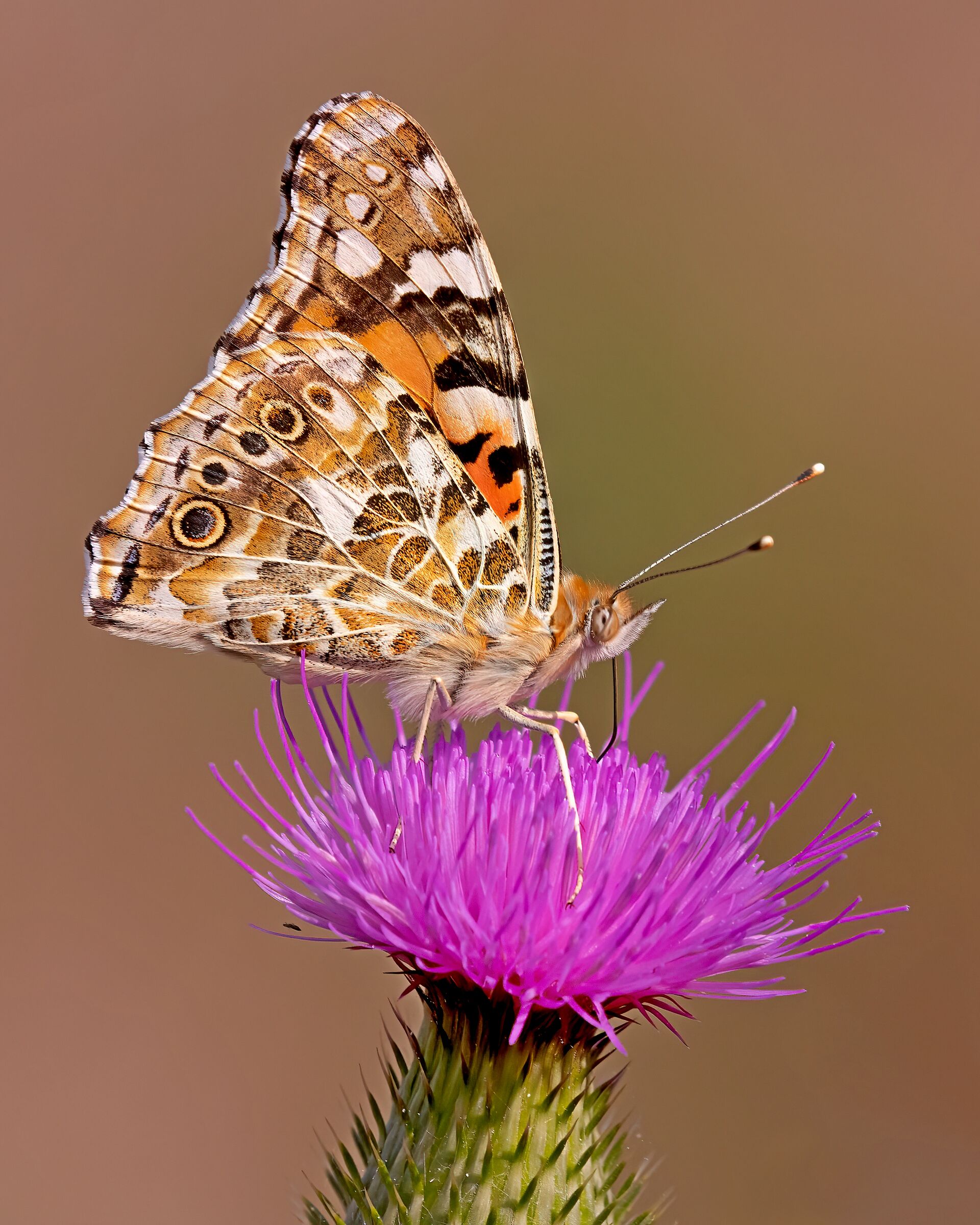 Vanessa Atalanta