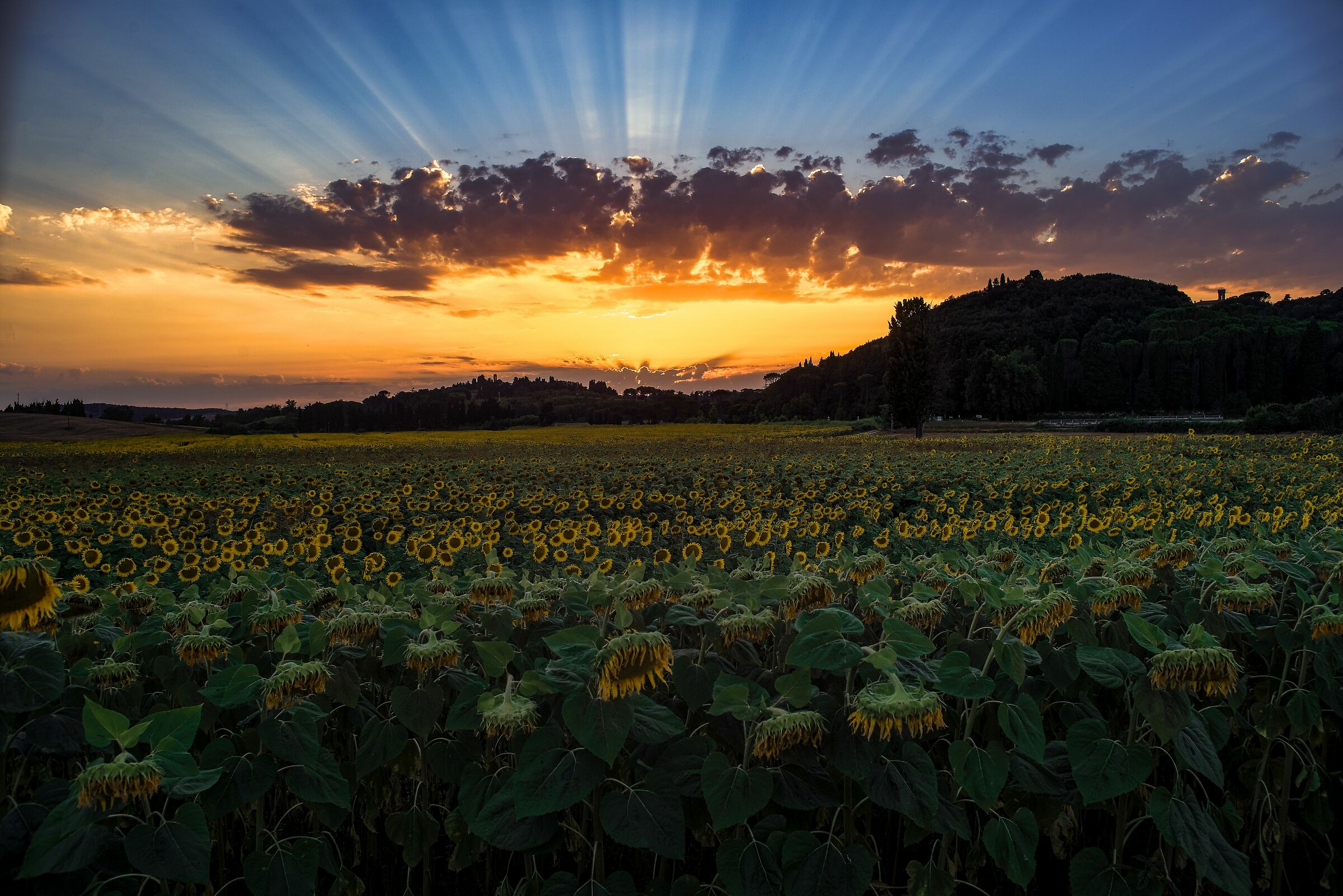 Girasoli al tramonto