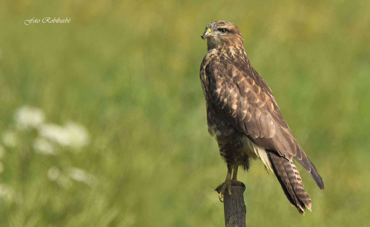 buzzard...