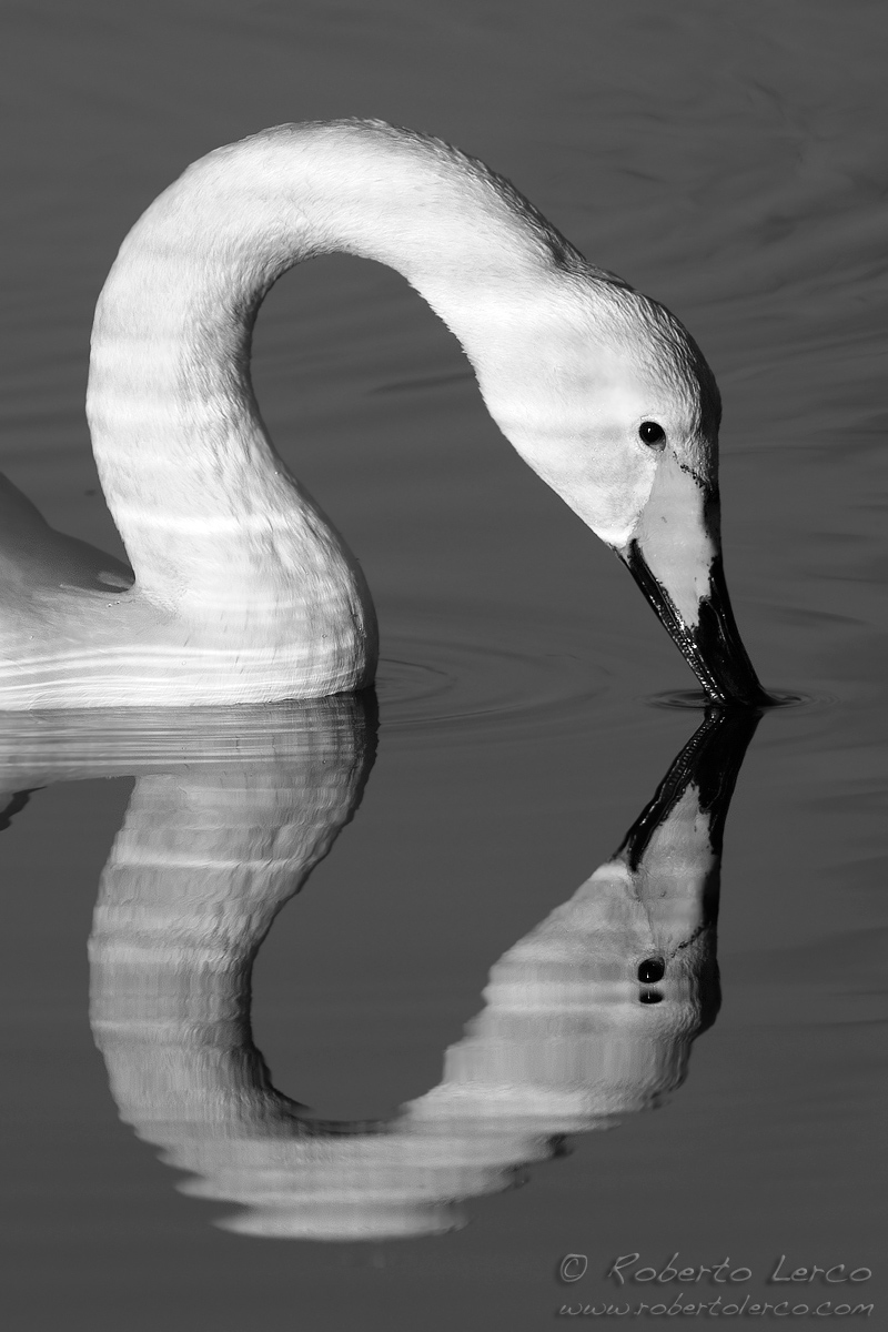 Whooper Swan BW
