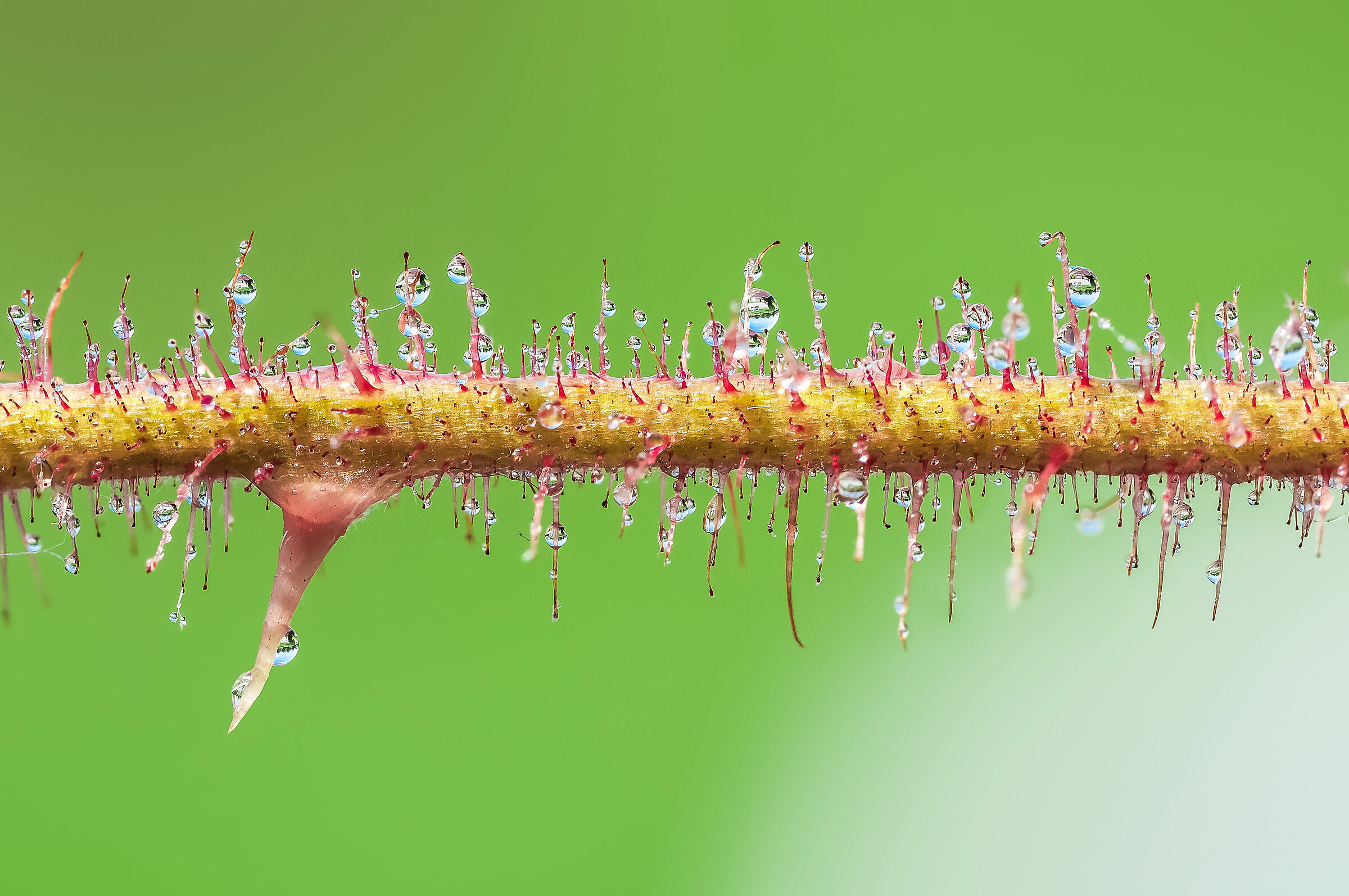 Gambo di lampone rosso Drops Flowers Mario Jr Nicorelli