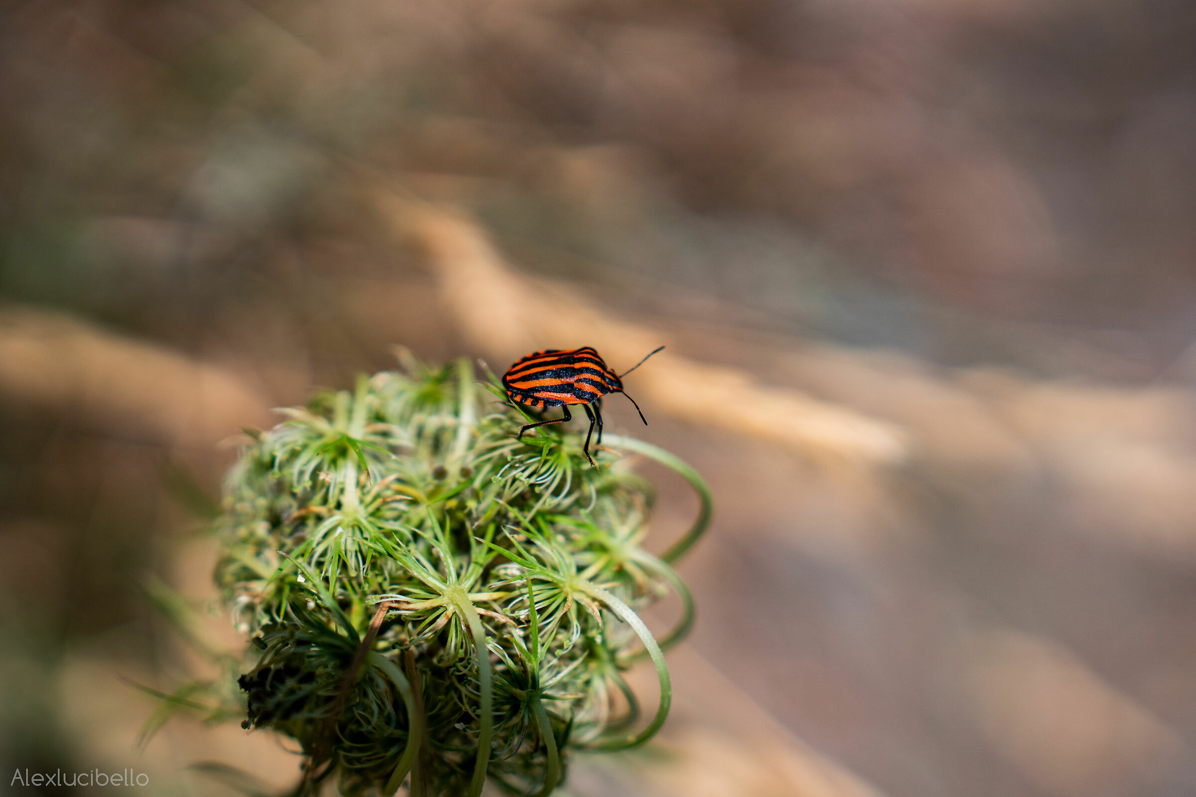Graphosoma Lineatum