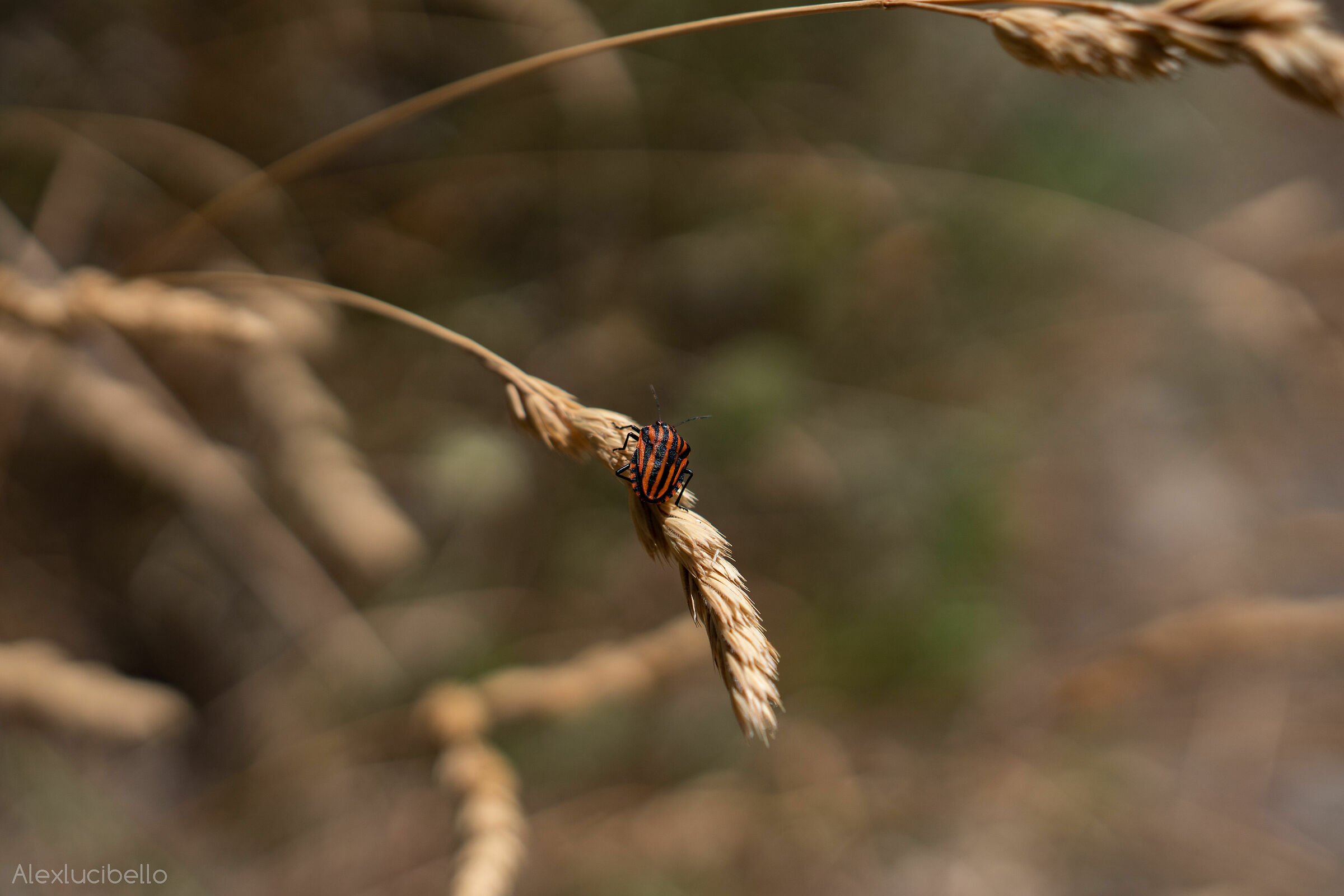 Graphosoma Lineatum