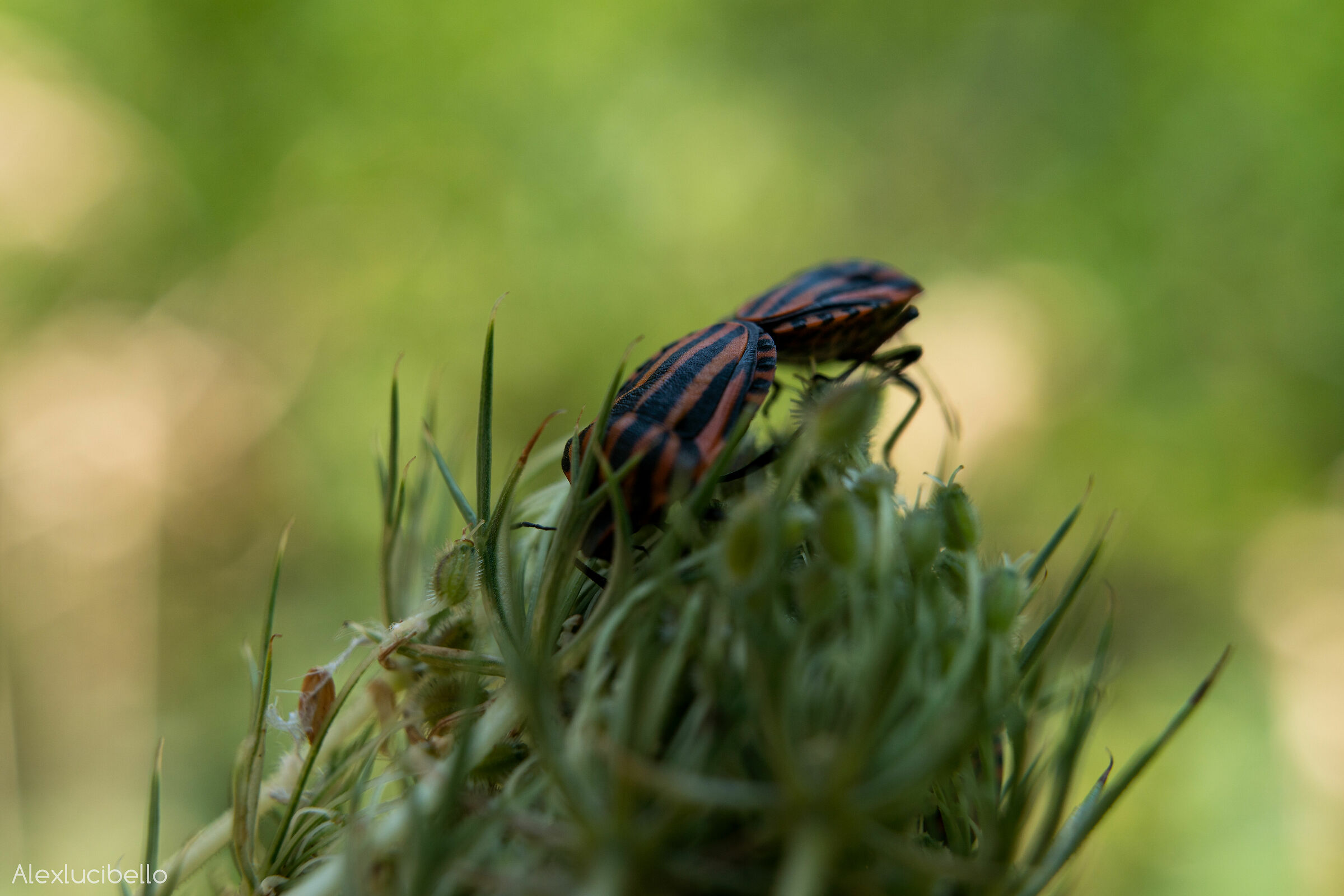 Graphosoma Lineatum