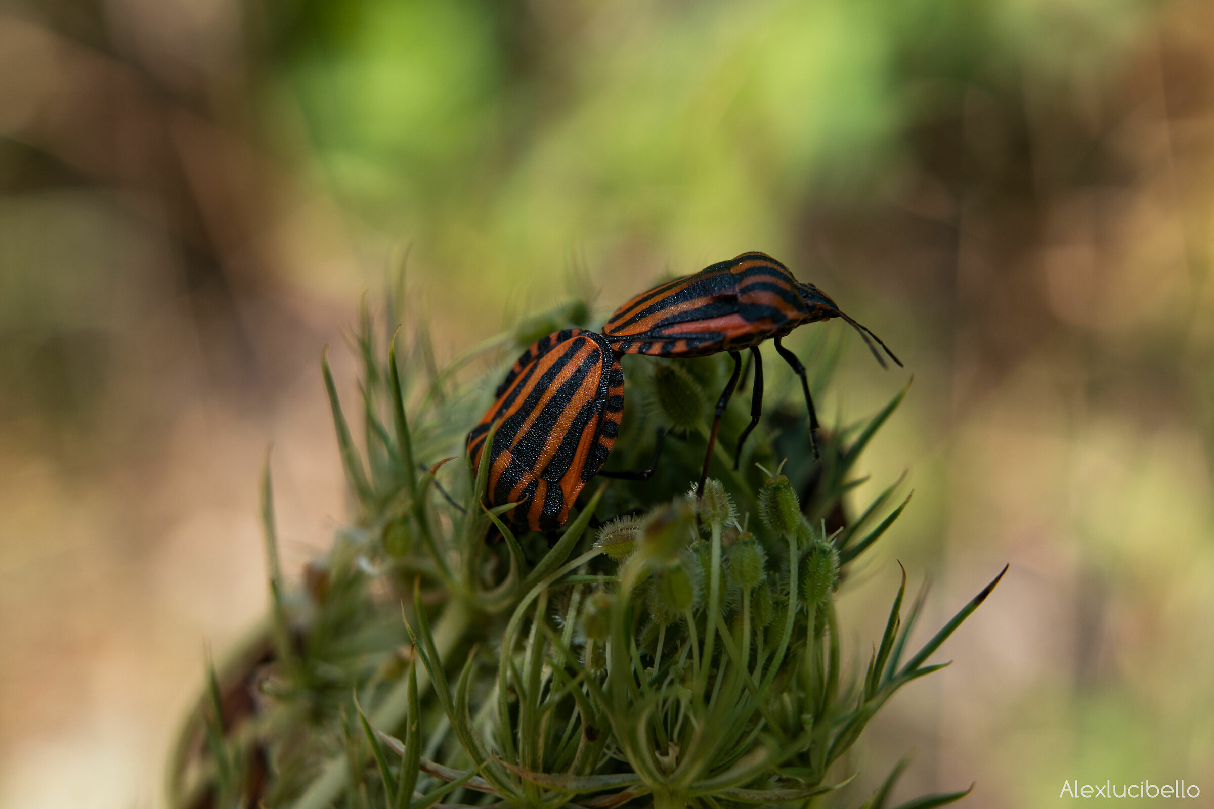 Graphosoma Lineatum