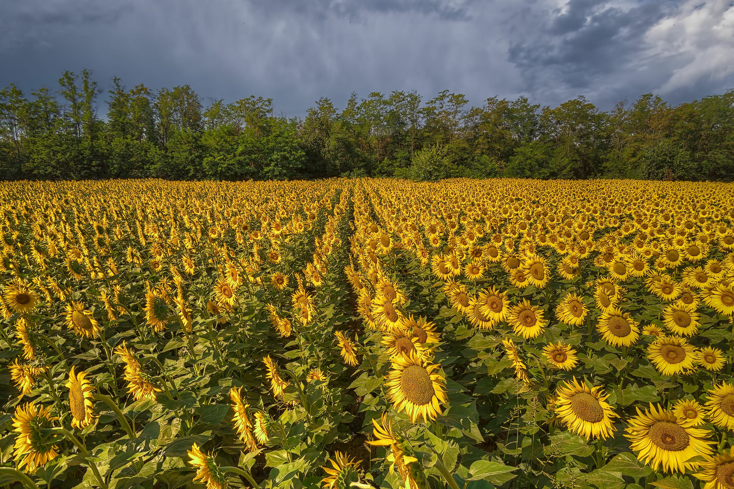 Sunflower Field