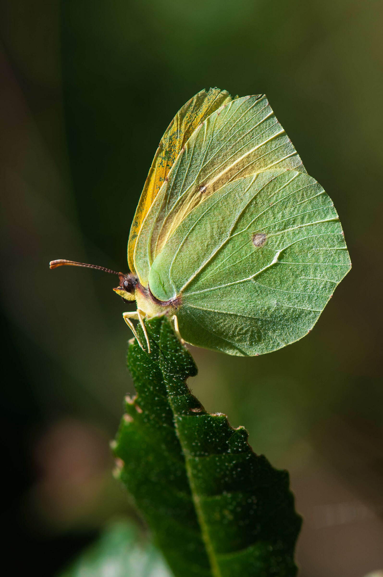 Gonapteryx Cleopatra