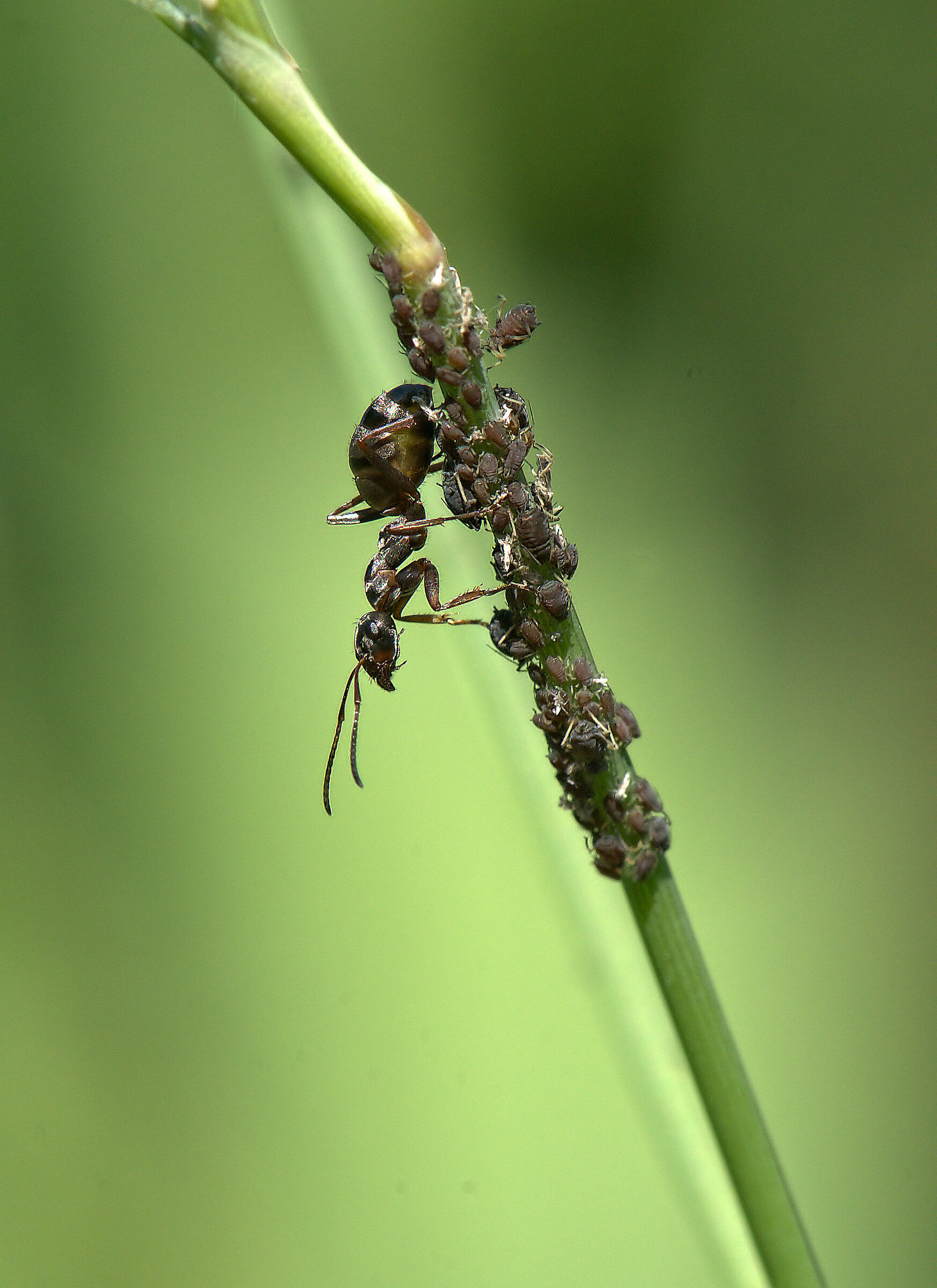 Ant with afidi