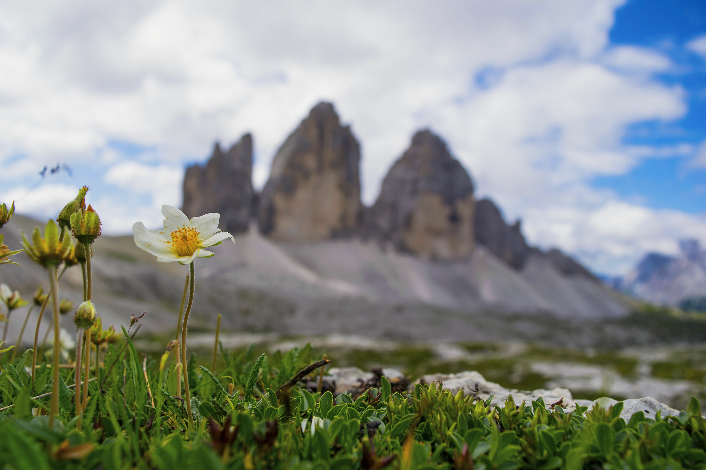 Il fiore e le tre cime