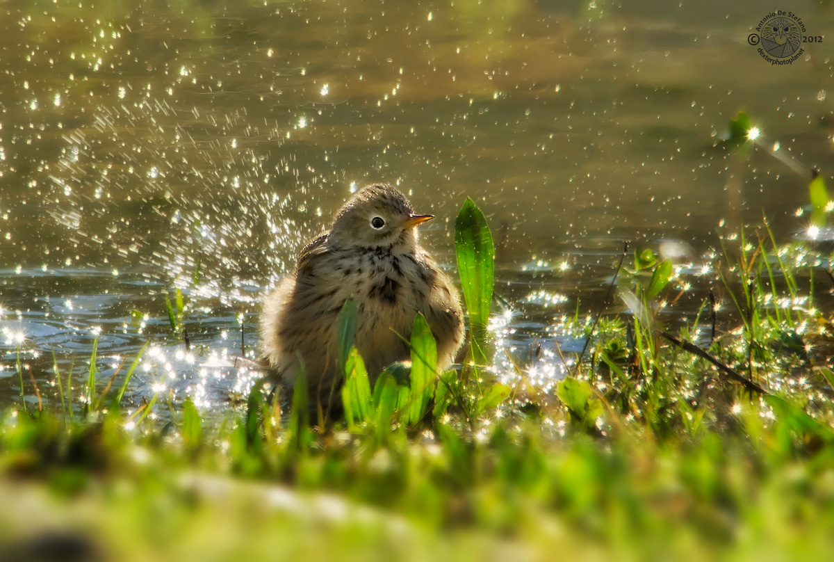 Lo spumante lo stappo anch'ioooooooooo!
