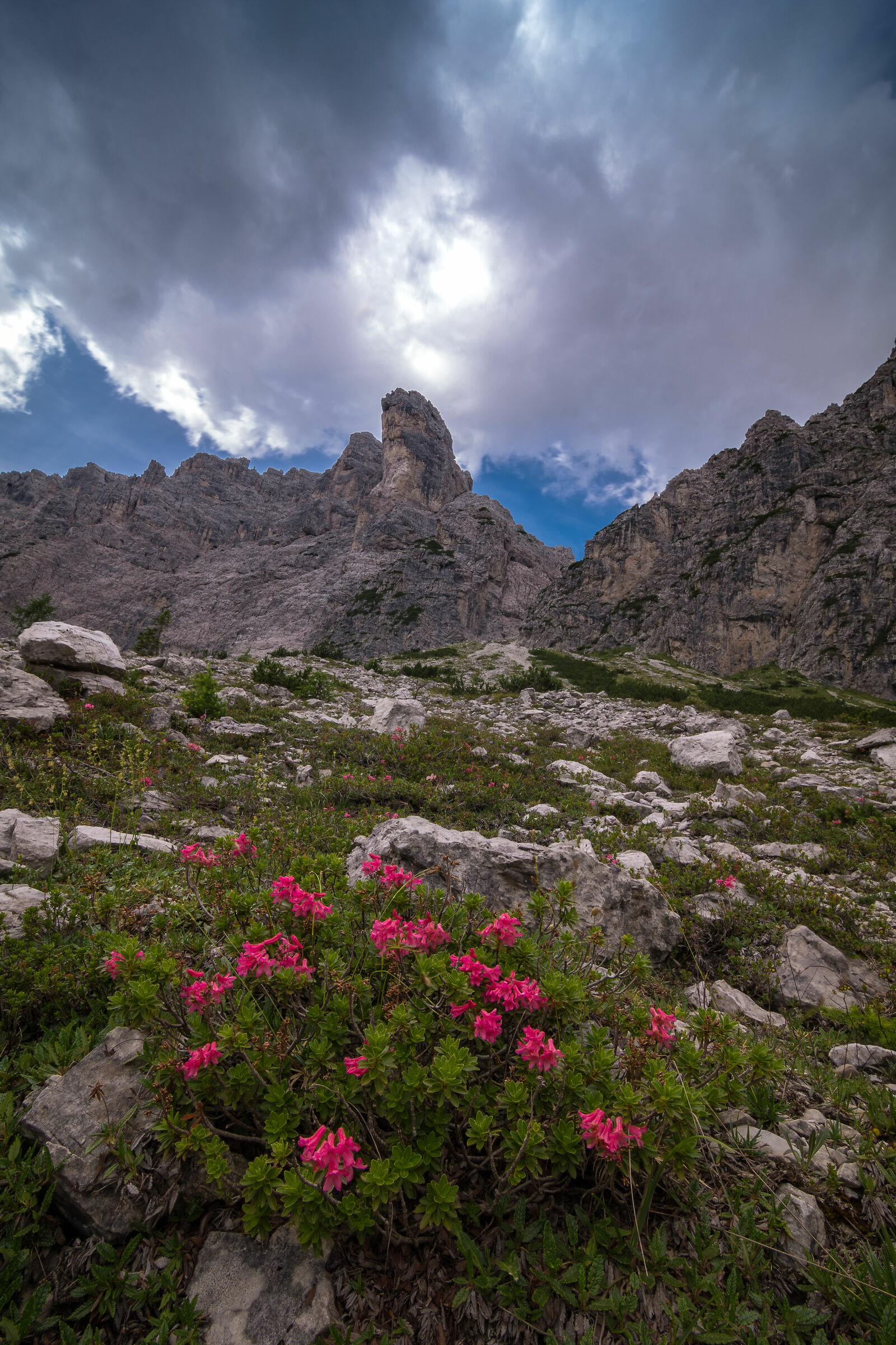Rhododendrons and towers