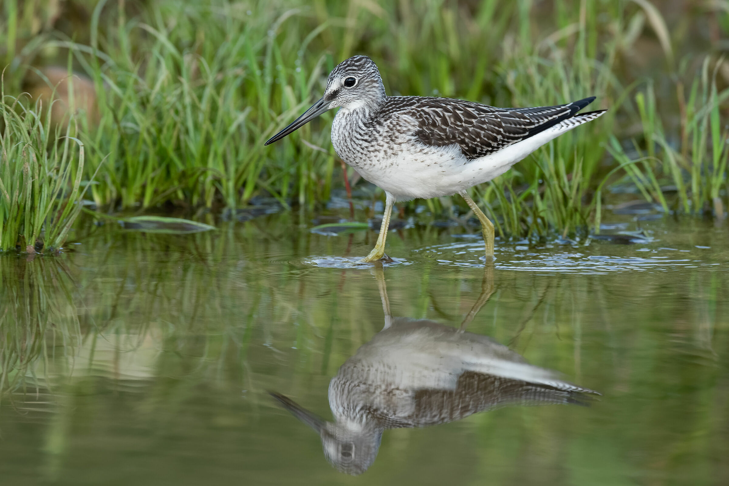 Pantana fiume Chiese