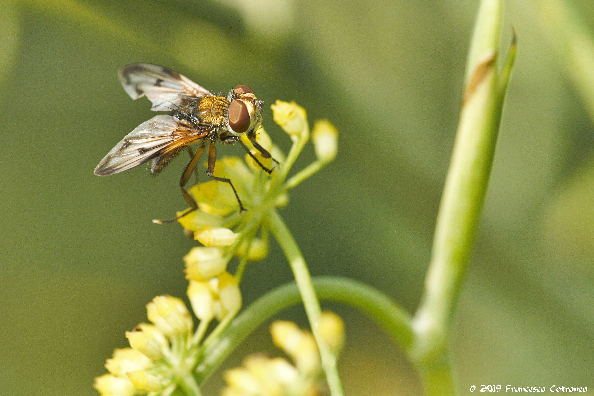 Finocchietto selvatico...