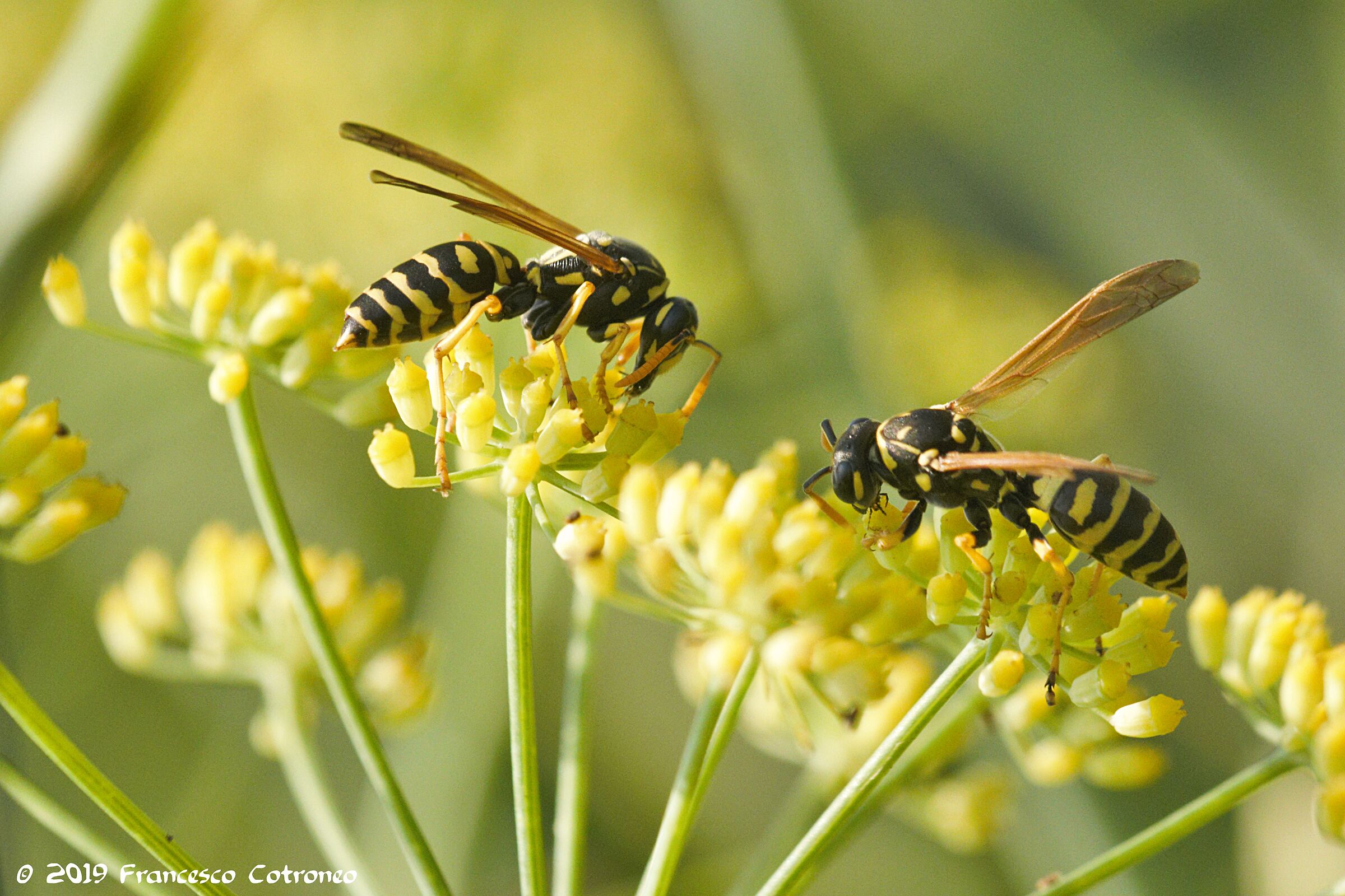 Finocchietto selvatico...