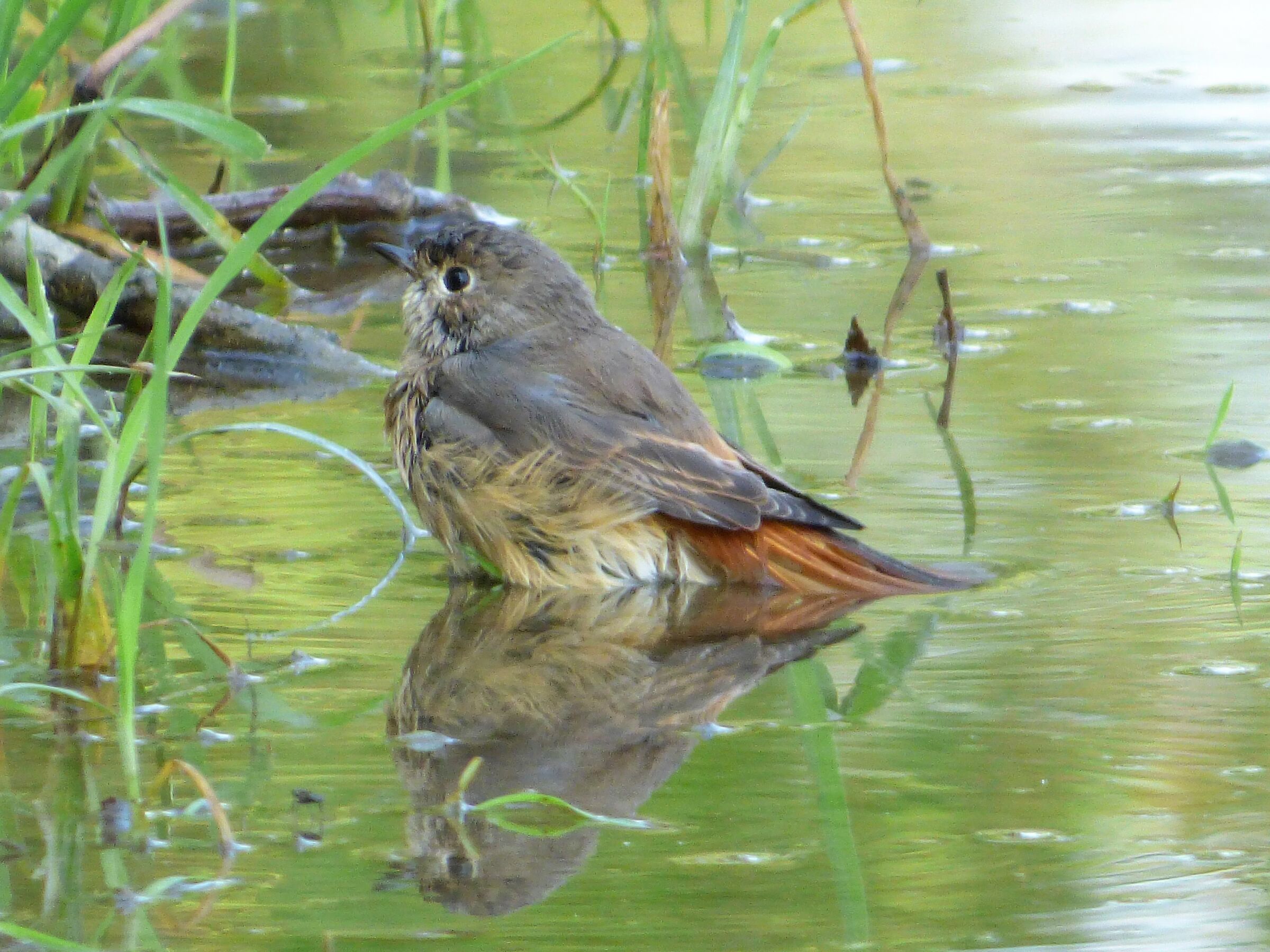 refreshment and away