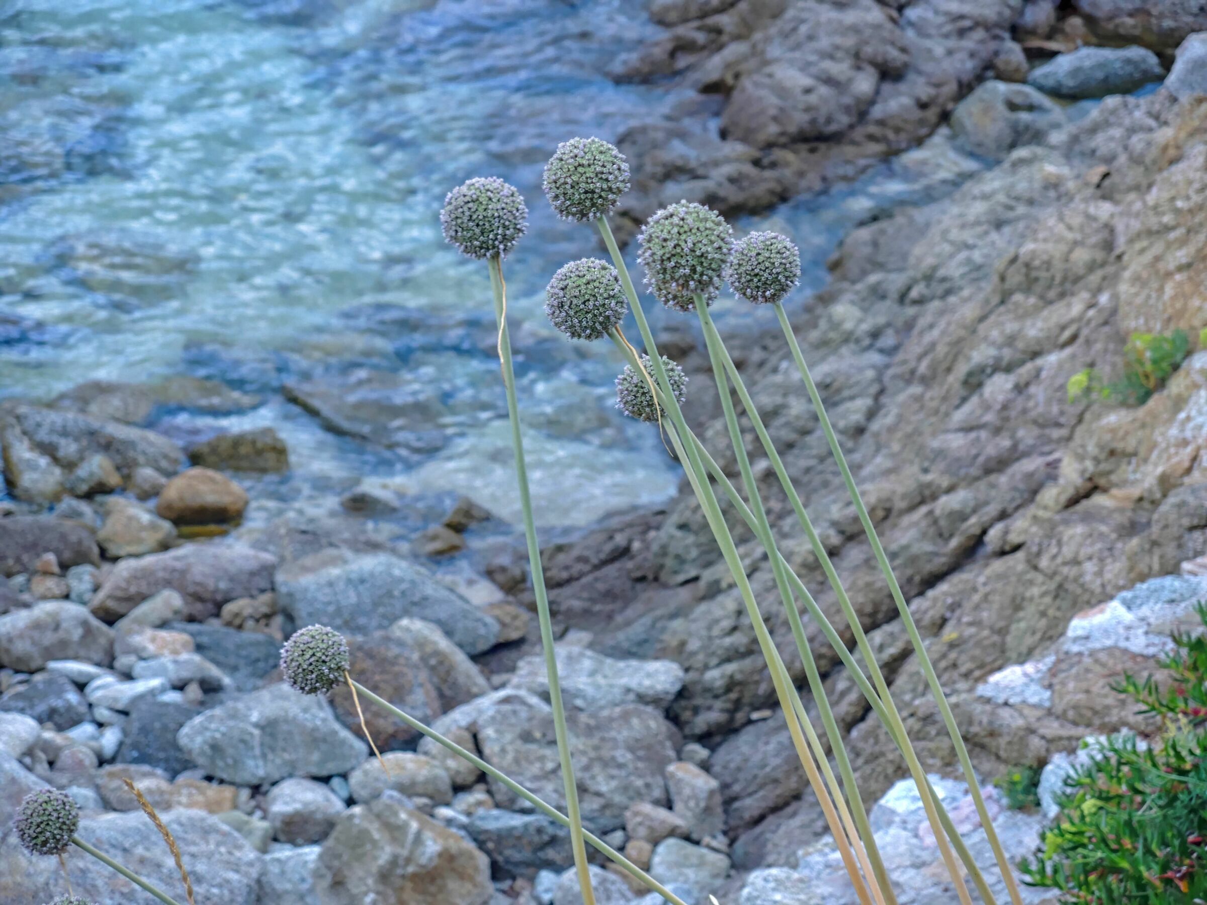 The flowers of the sea