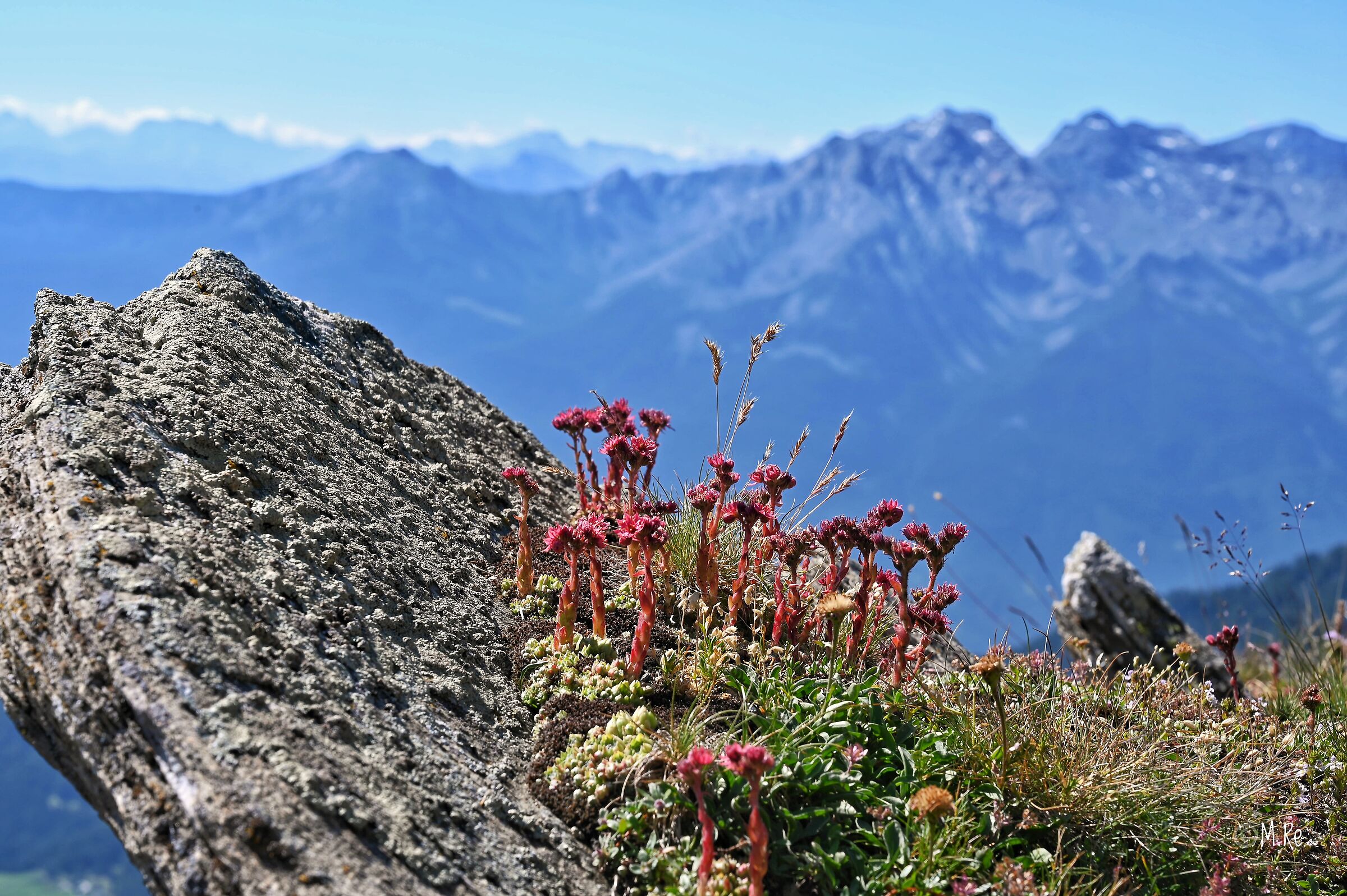 Flowers on the rock