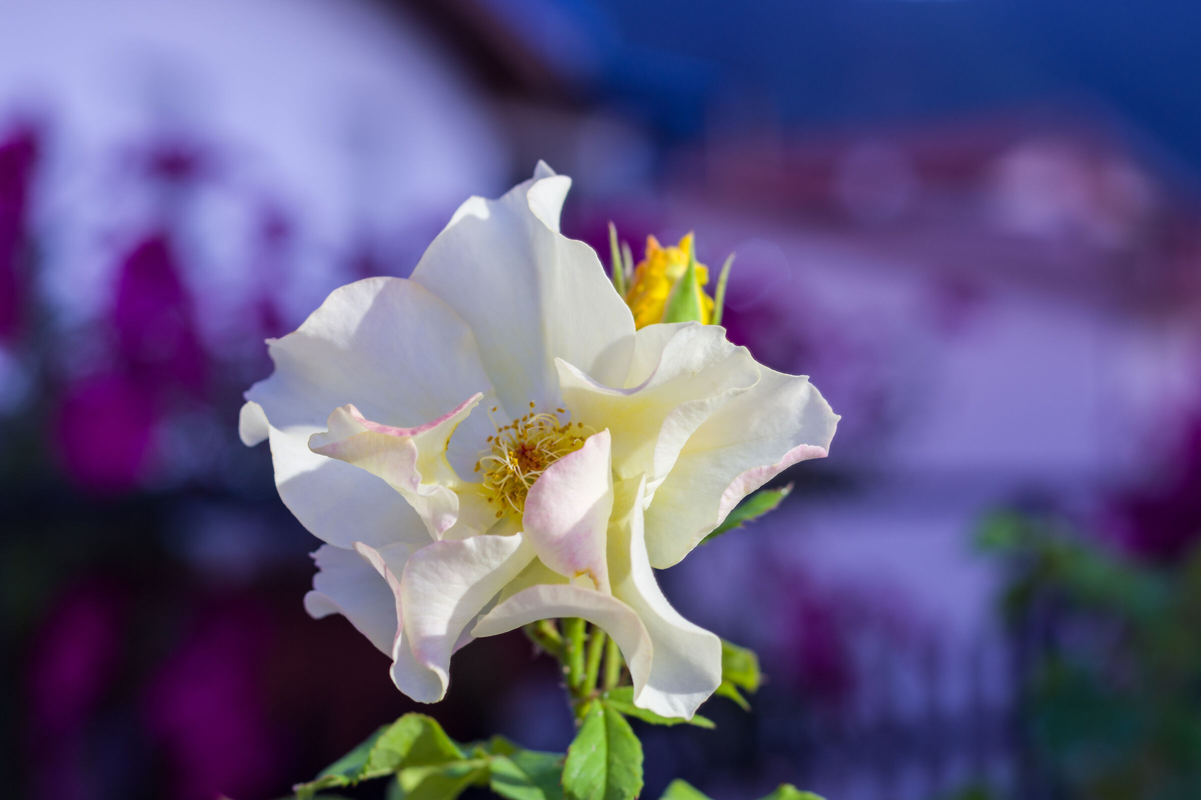 Varietà di rosa 'Ali dorate'