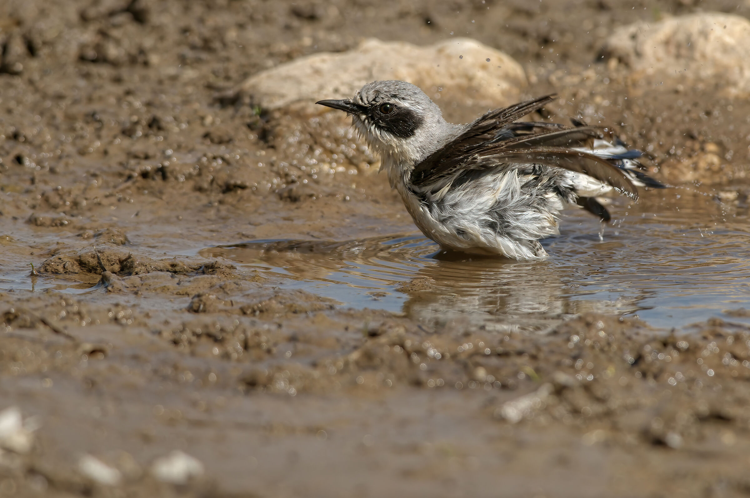 Culbianco (Oenanthe oenanthe)