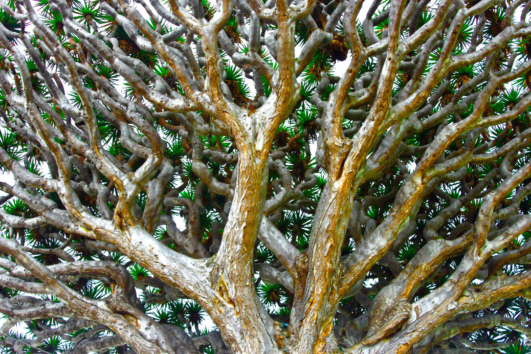Albero del Drago