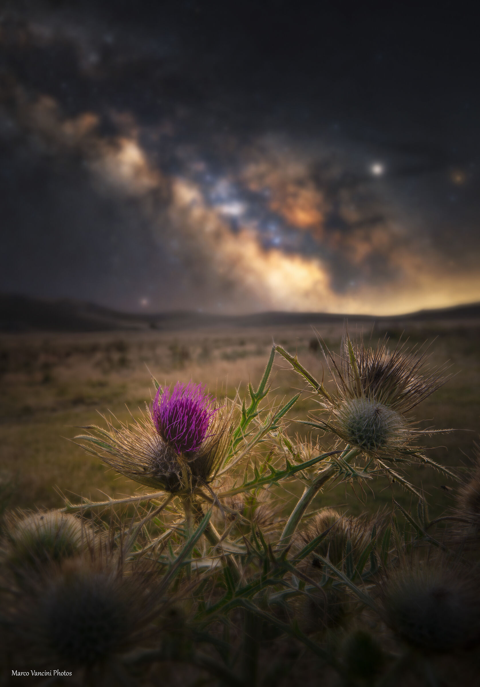 Thistle