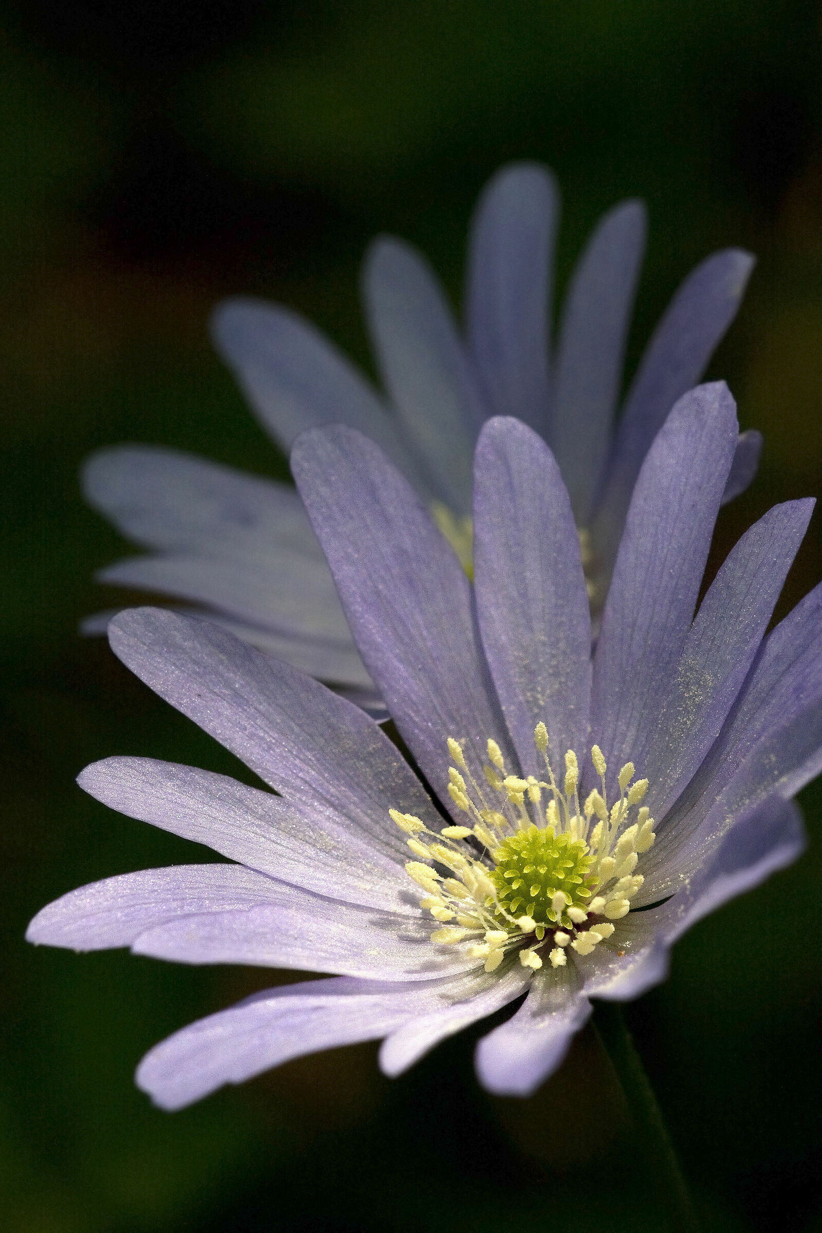 Anemoni nel sottobosco