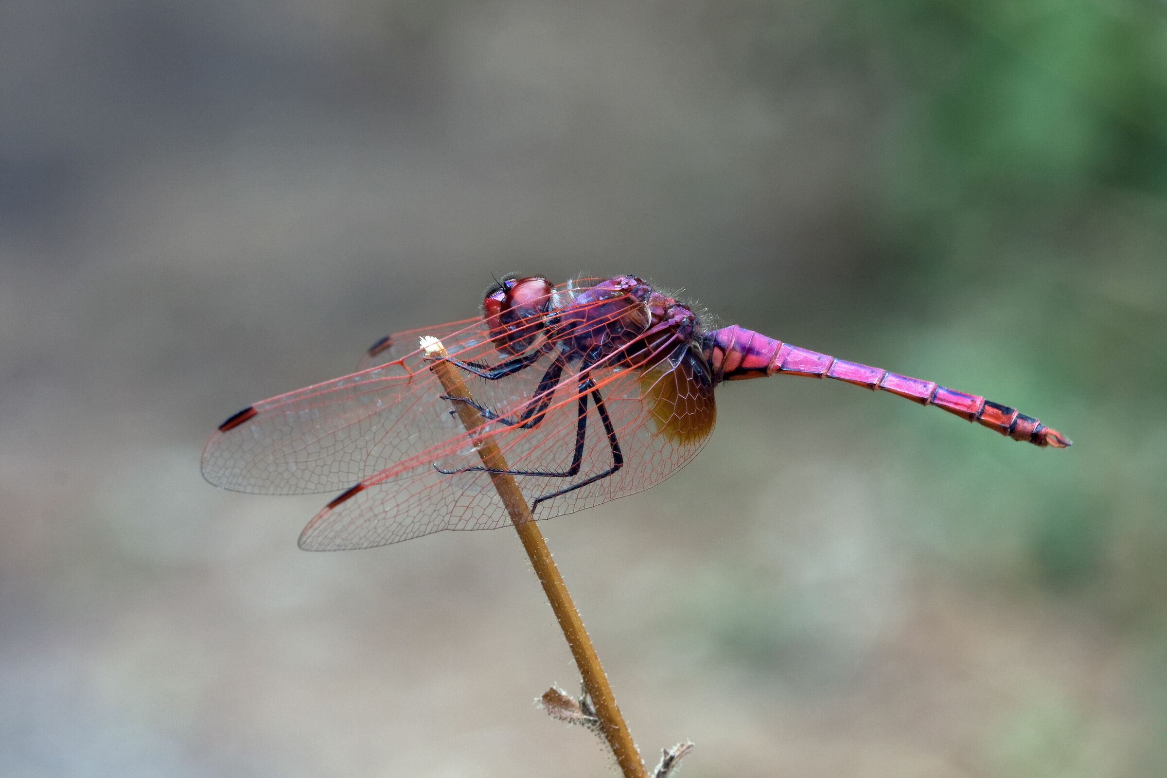 Trithemis annulata