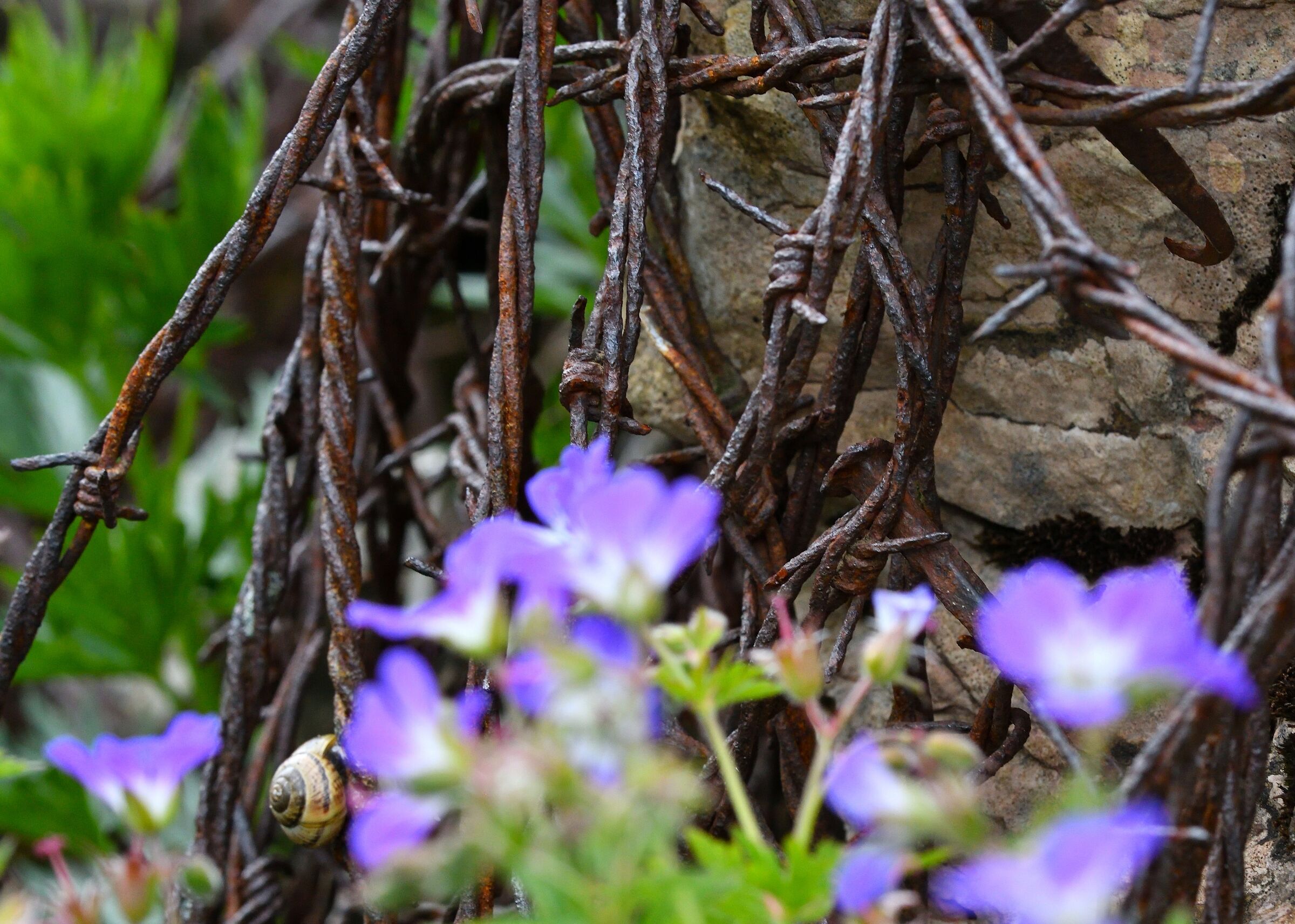 distant memories. nature wins.