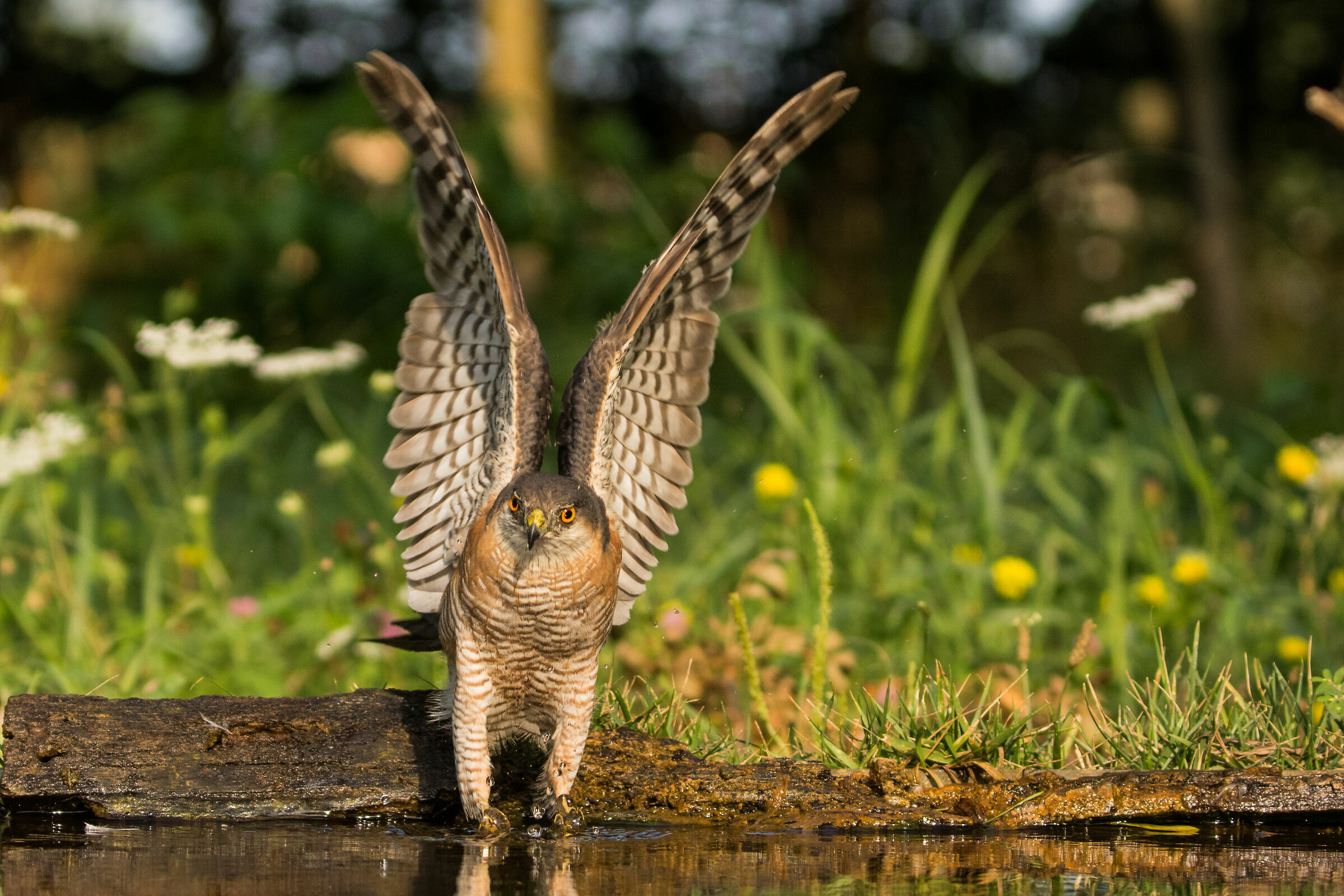 L'atterraggio dello sparviere