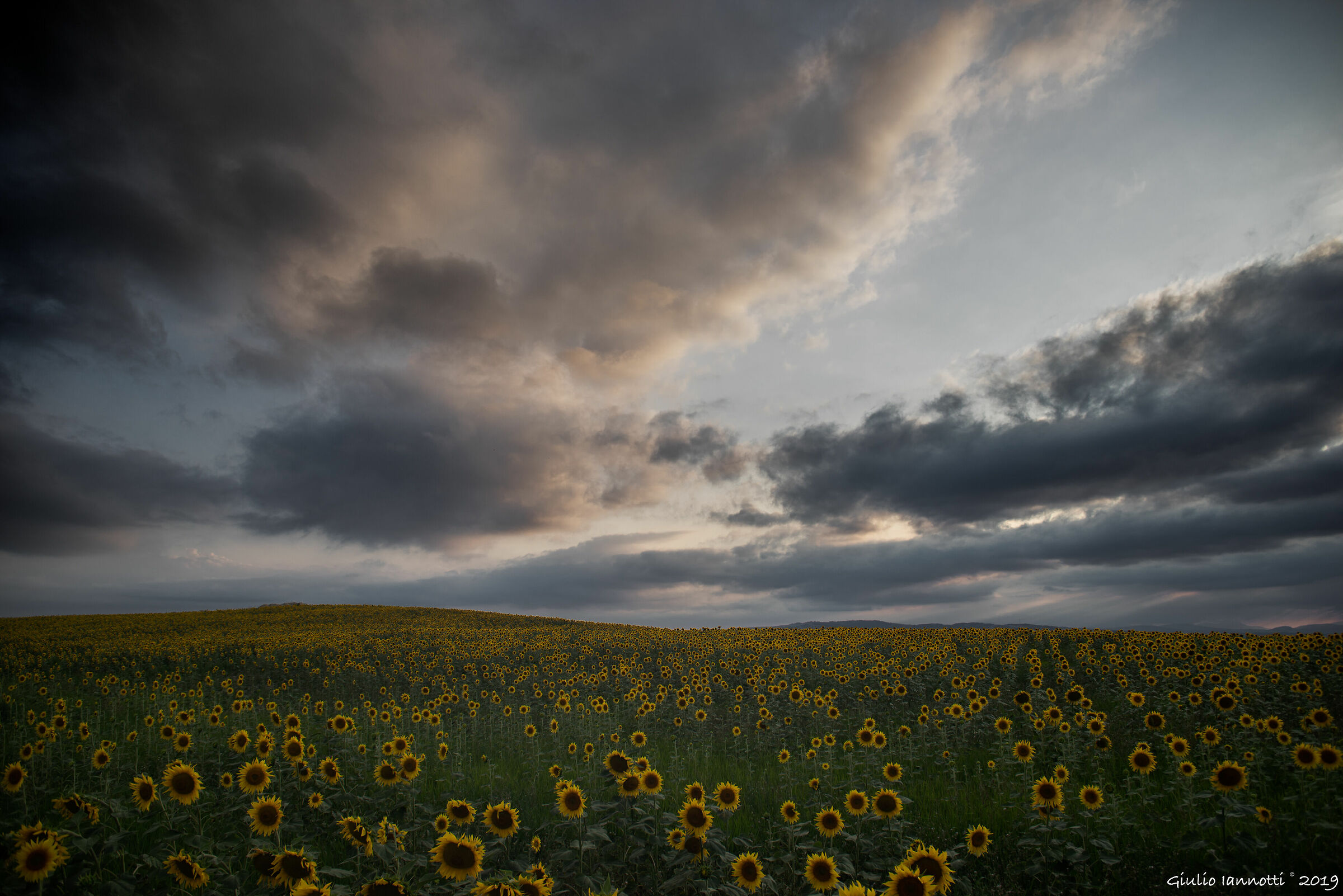 Girasoli al tramonto