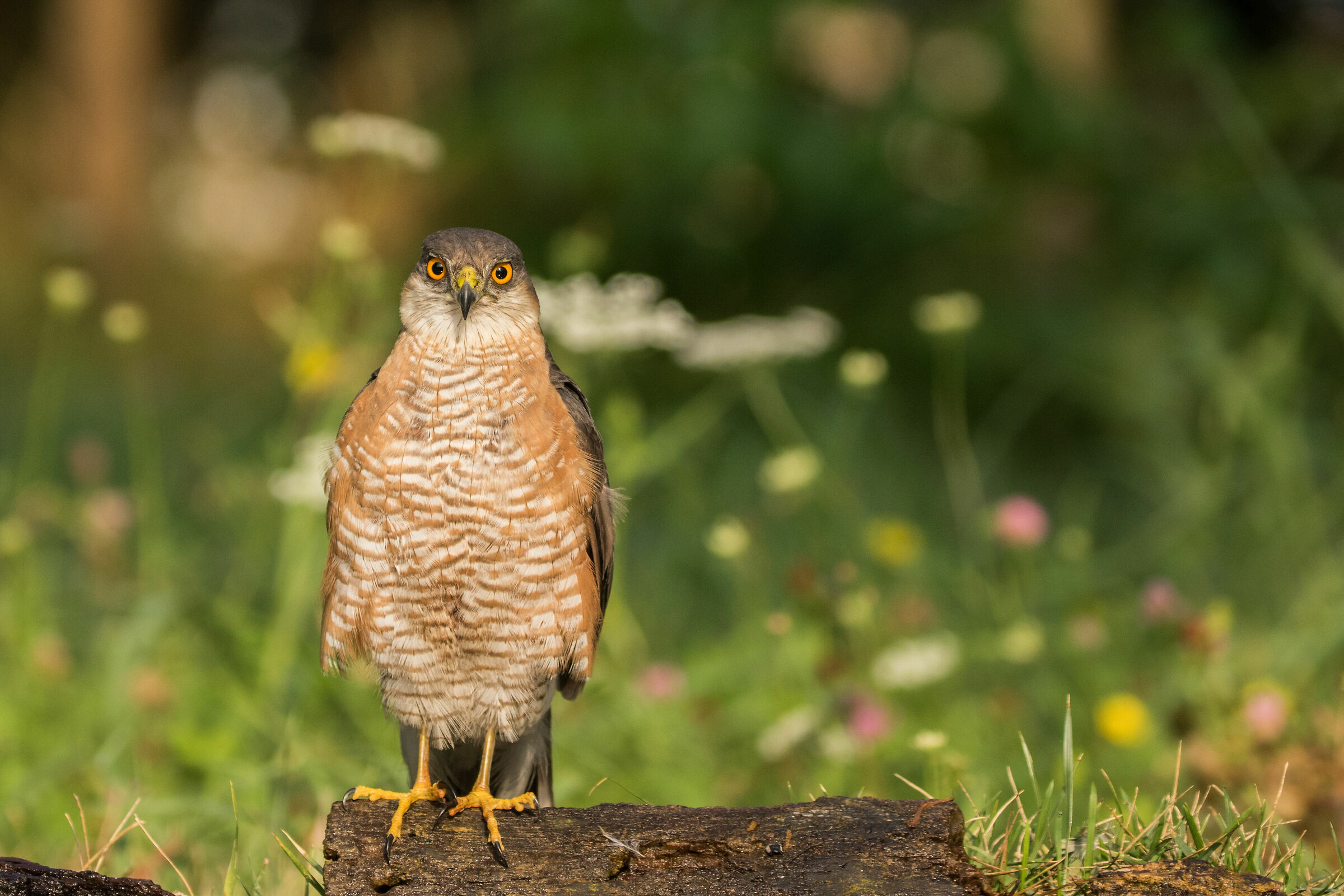 Sparviere alla pozza