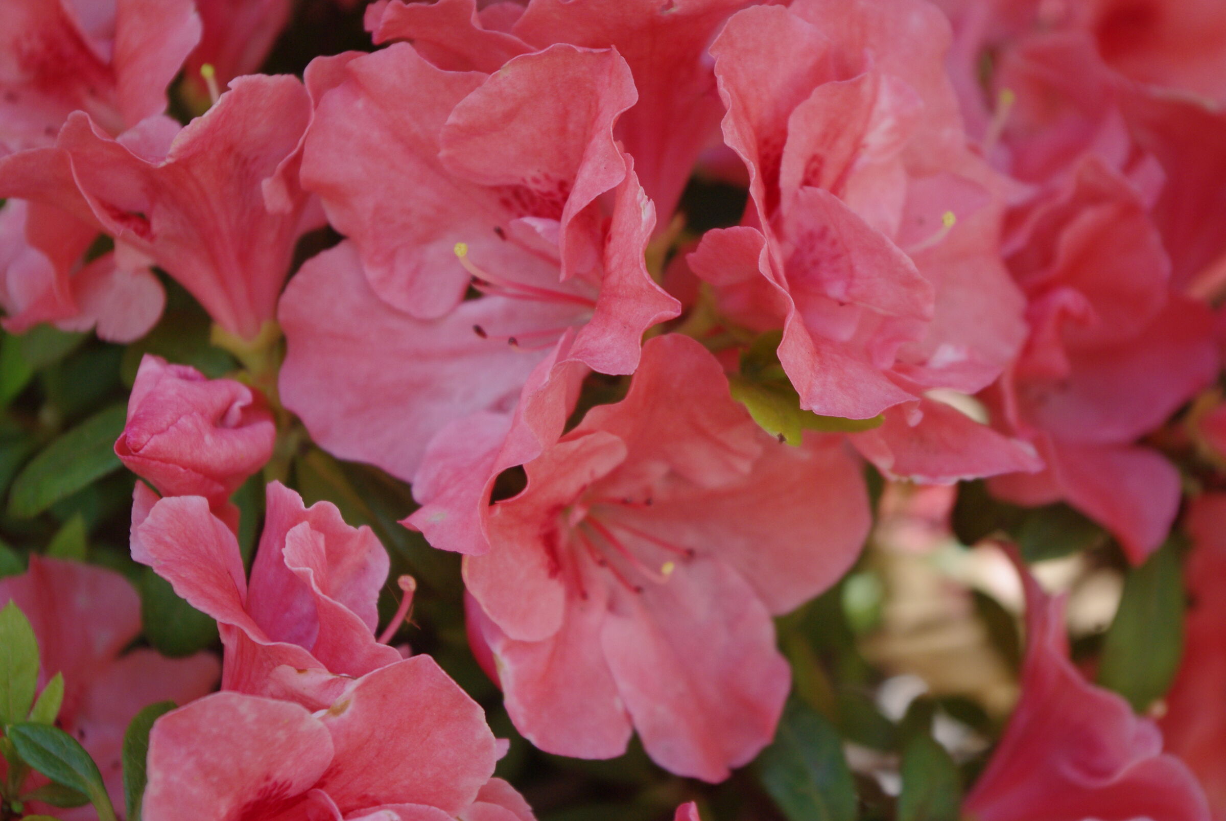 Fiori di primavera 1