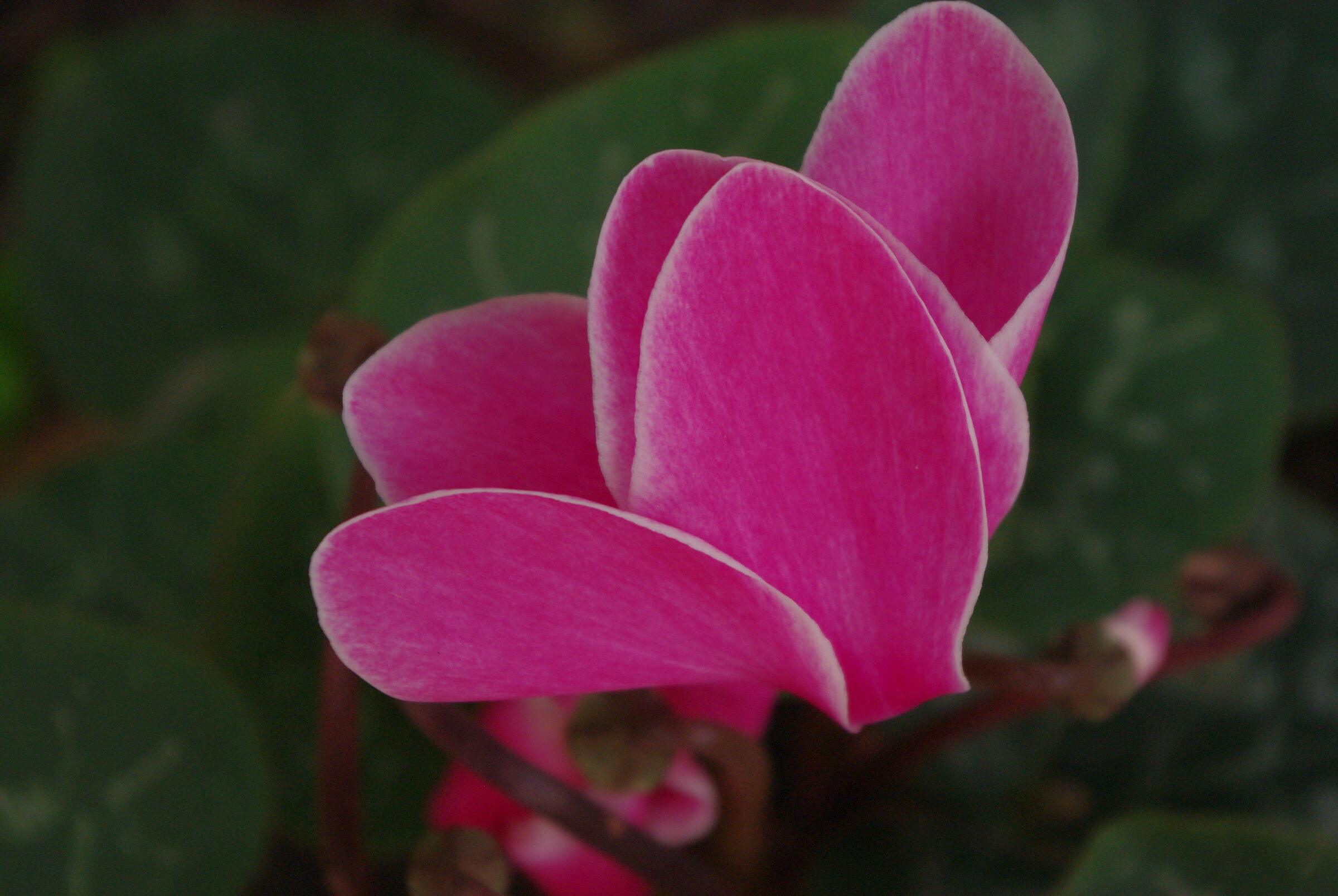 Fiori di primavera 2