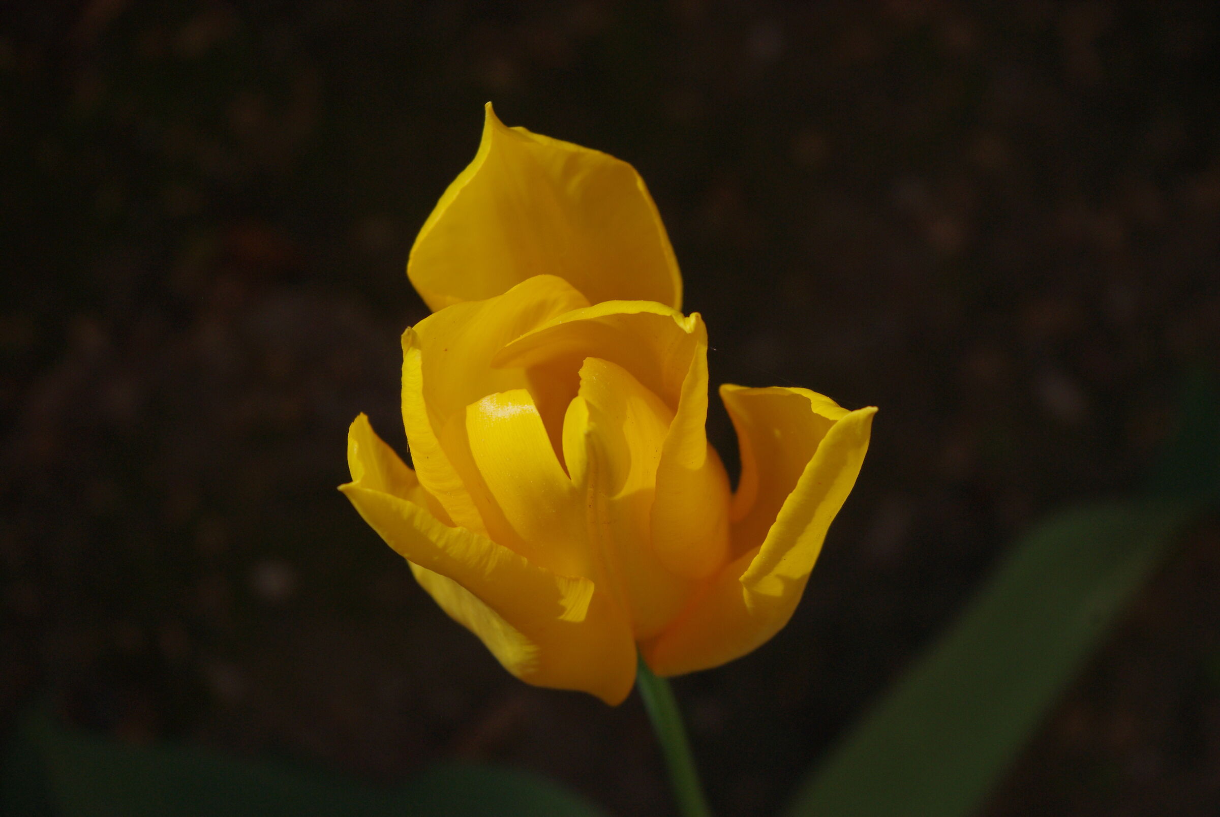 Fiori di primavera 3