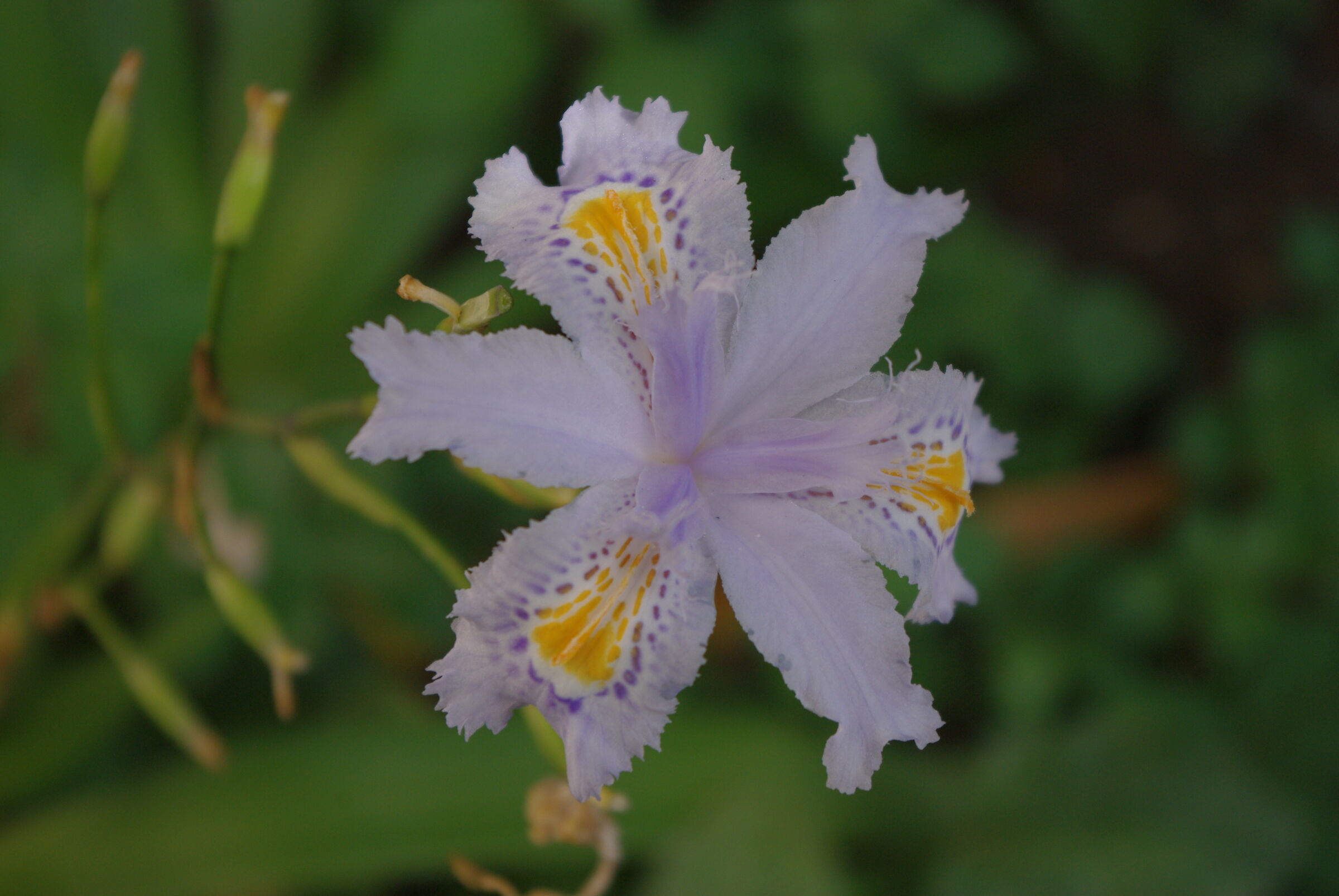 Fiori di primavera 5