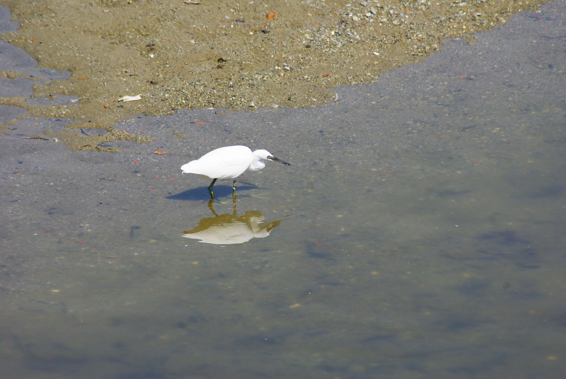 Sansobbia, airone bianco