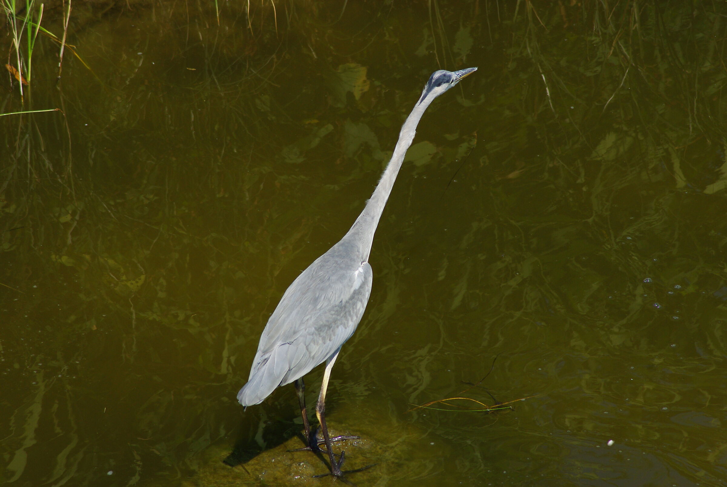 Sansobbia, airone cinerino