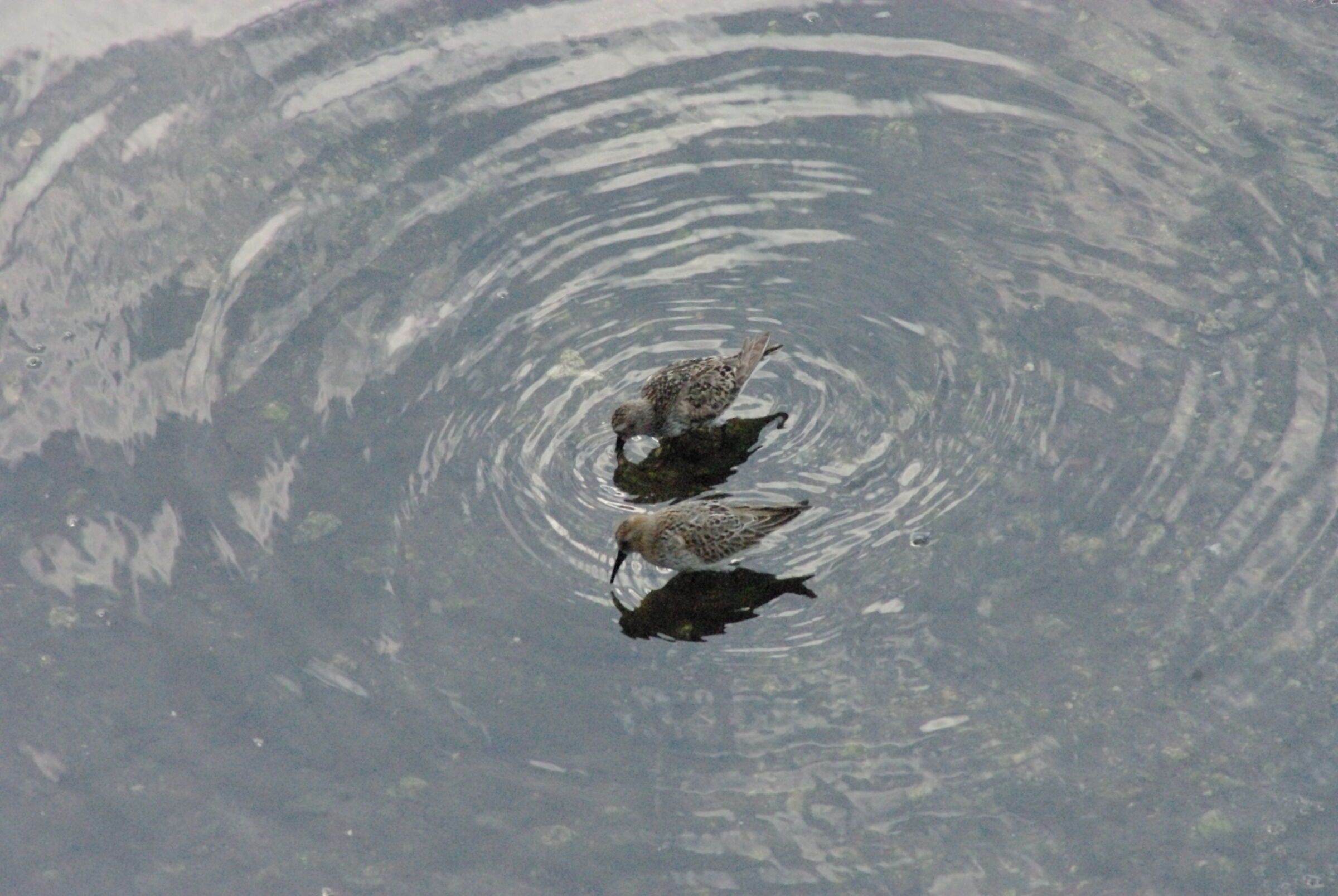 Sansobbia, piro piro (coppia in pastura)