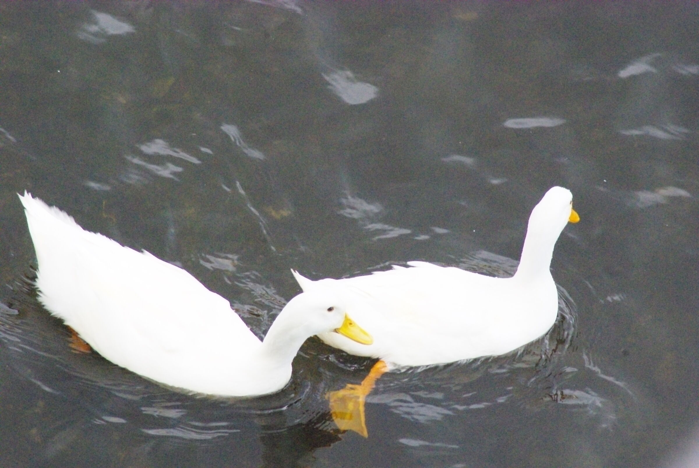 Sansobbia, papere 2.