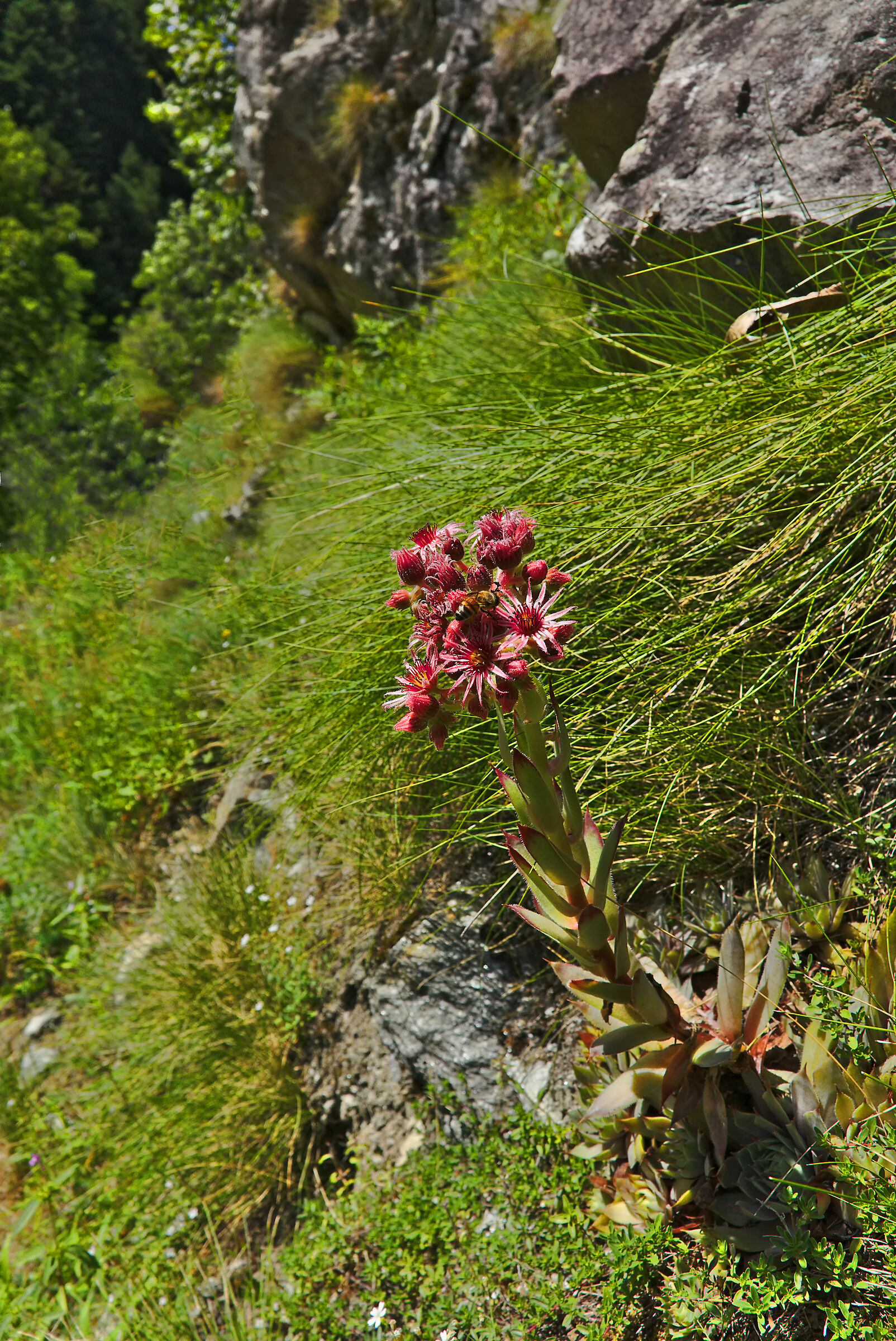 Alwaysalive anbientato with bee