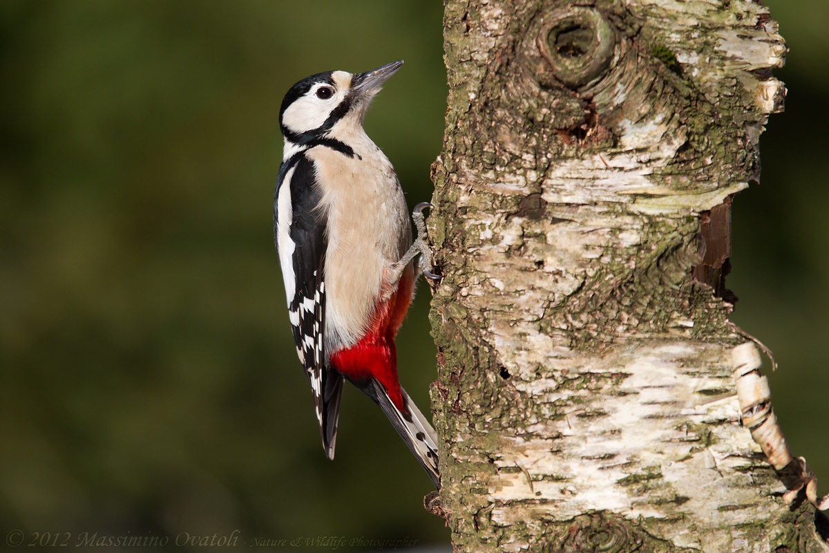 femmina di Picchio rosso maggiore