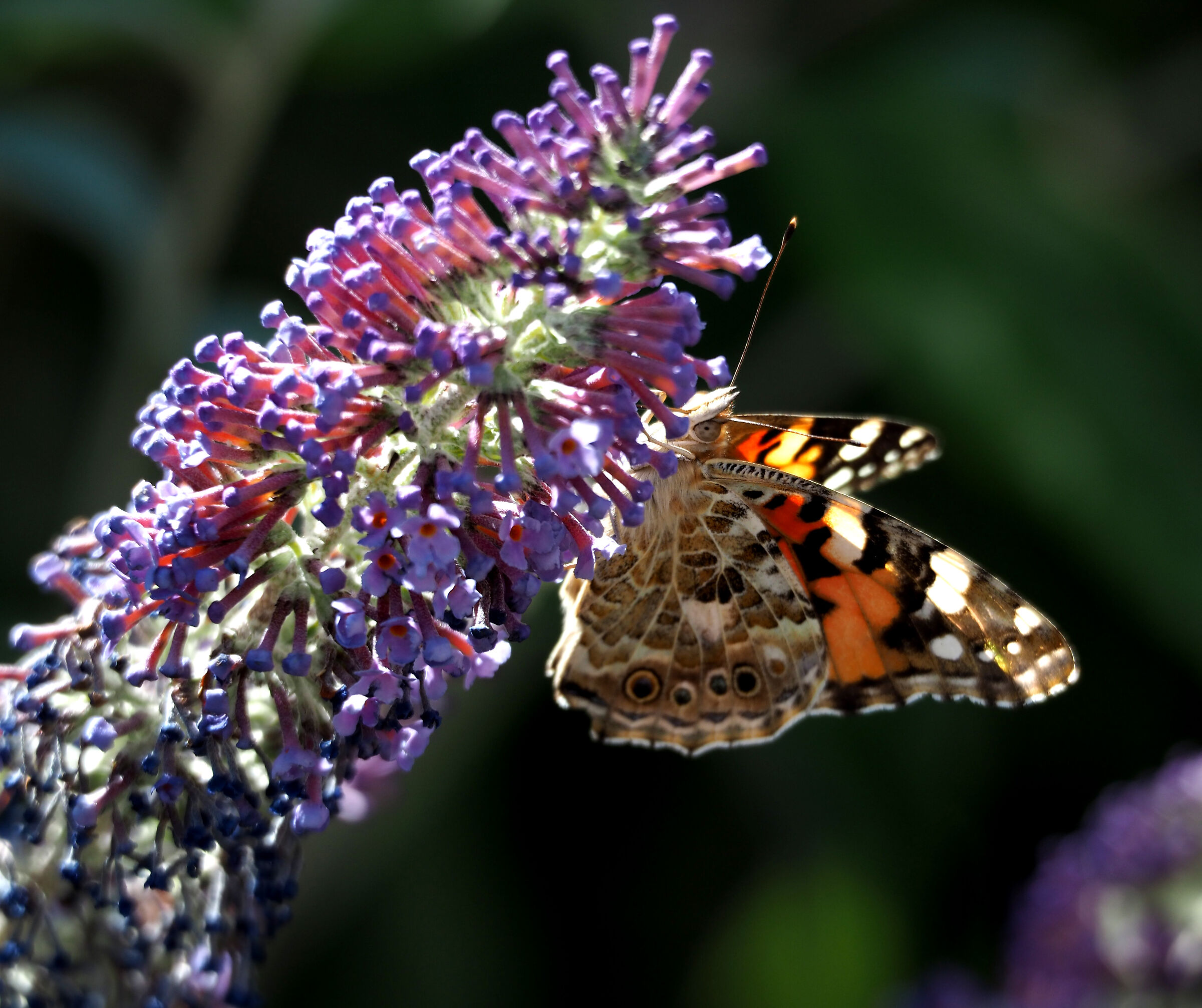 Butterfly of Etna.