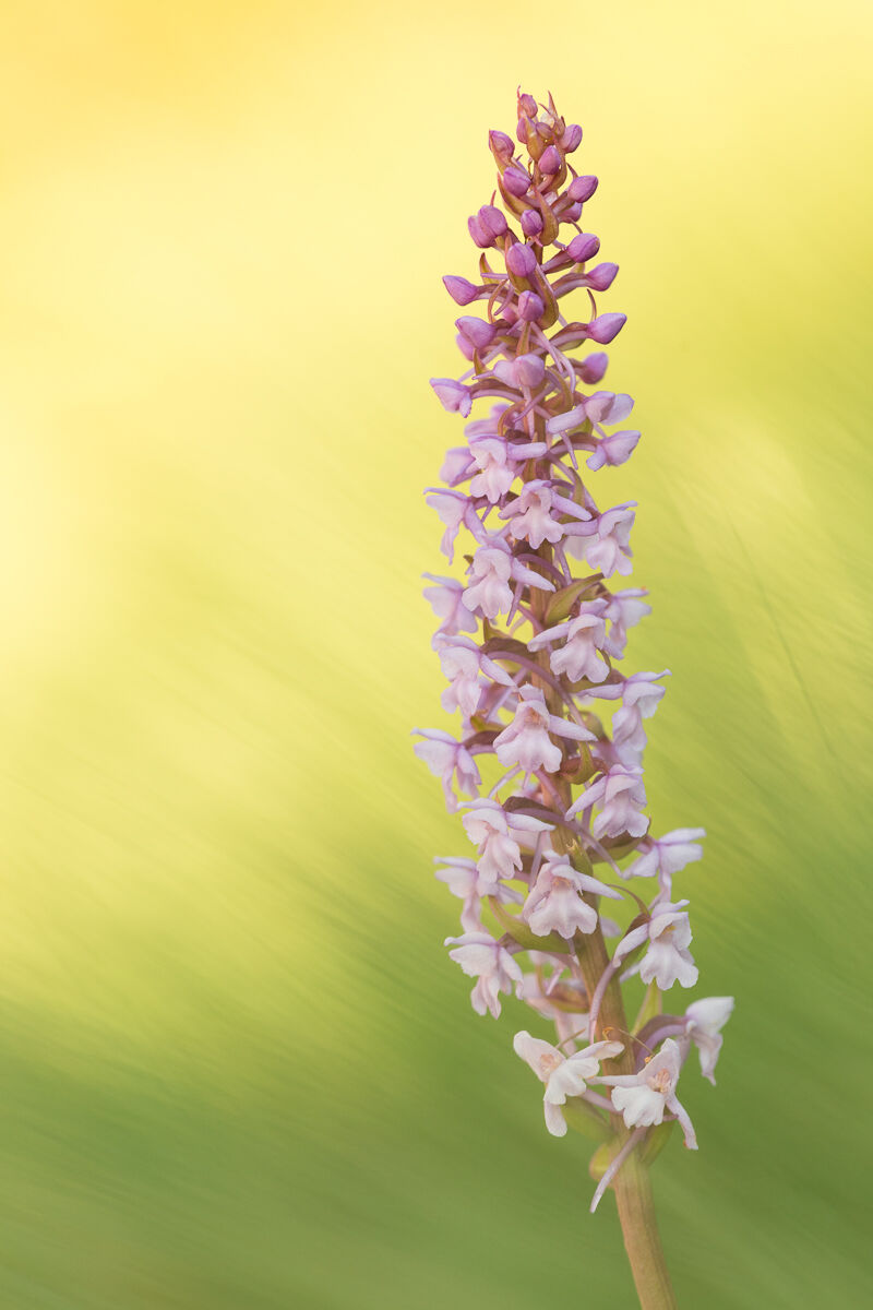 Pink manina (Gymnadenia conopsea) ...