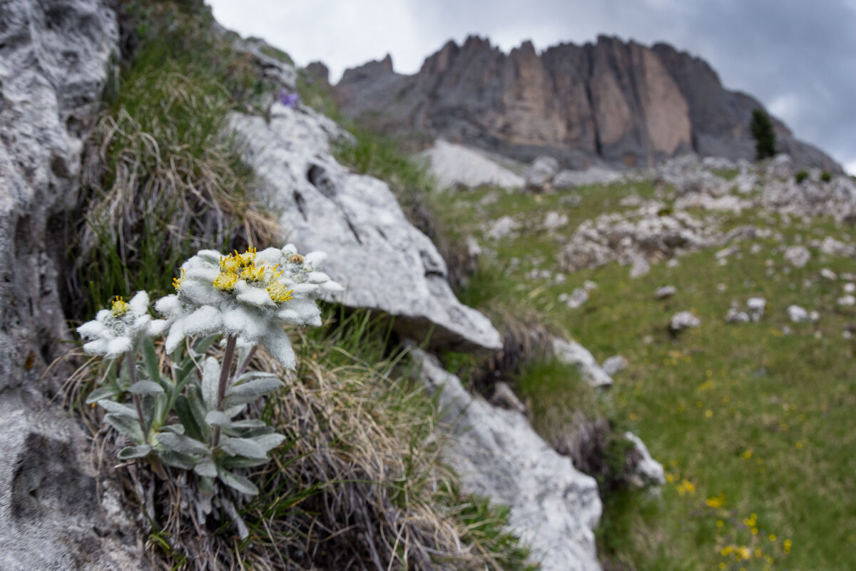 Stella alpina ambientata ...