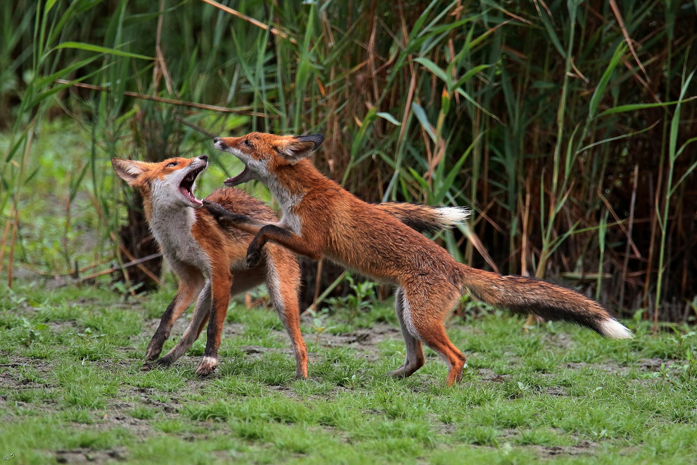 Foxes