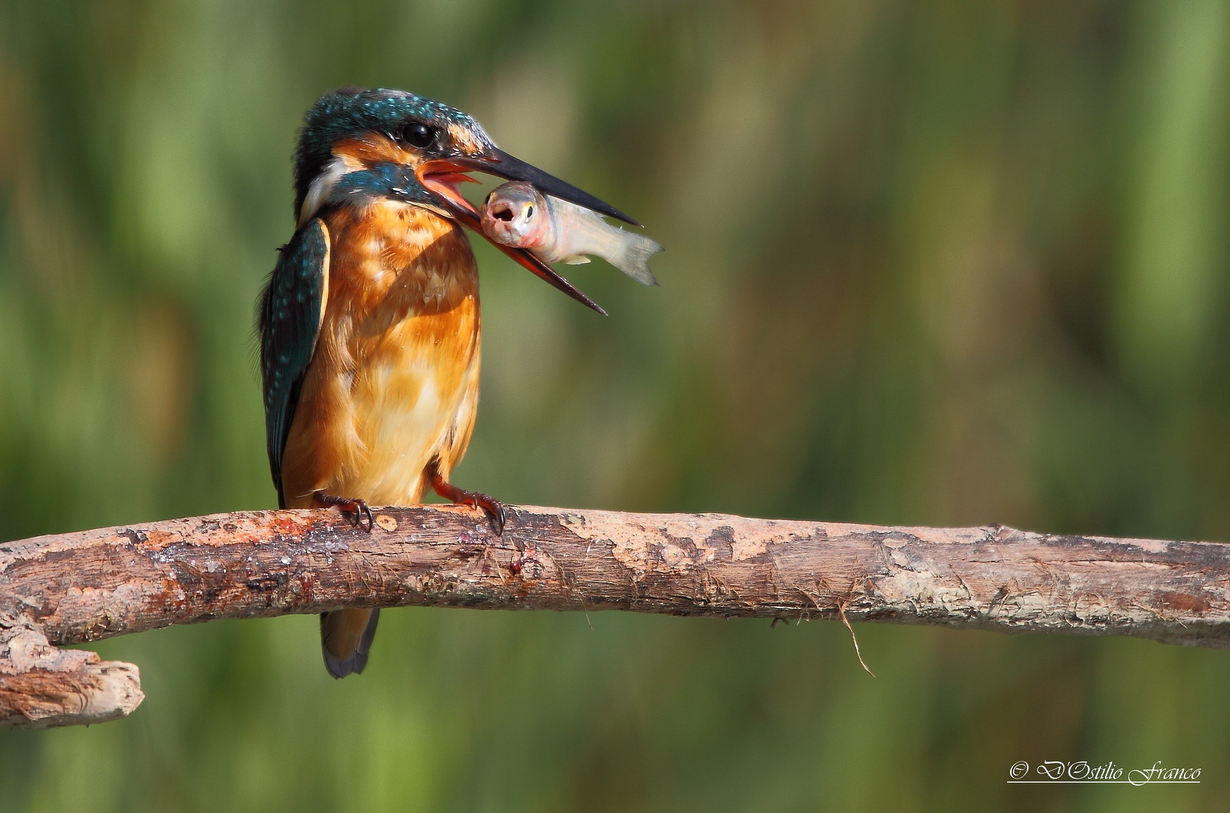 Kingfisher