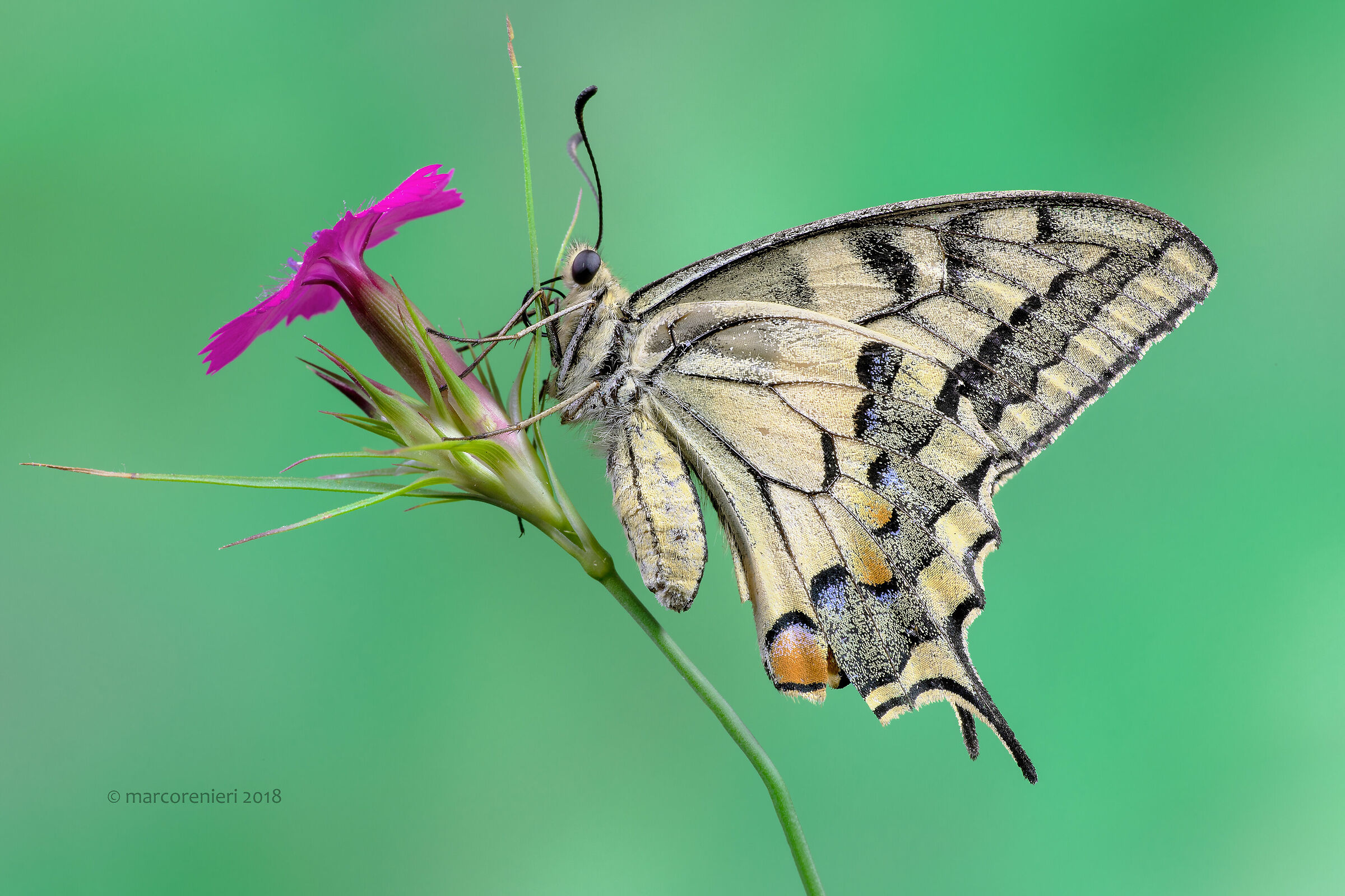 Papilio machaon lived